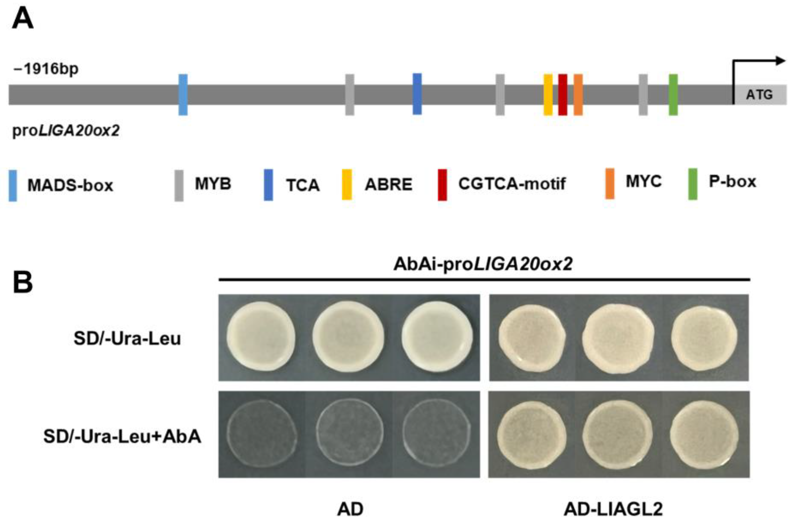 Plants 13 02965 g005