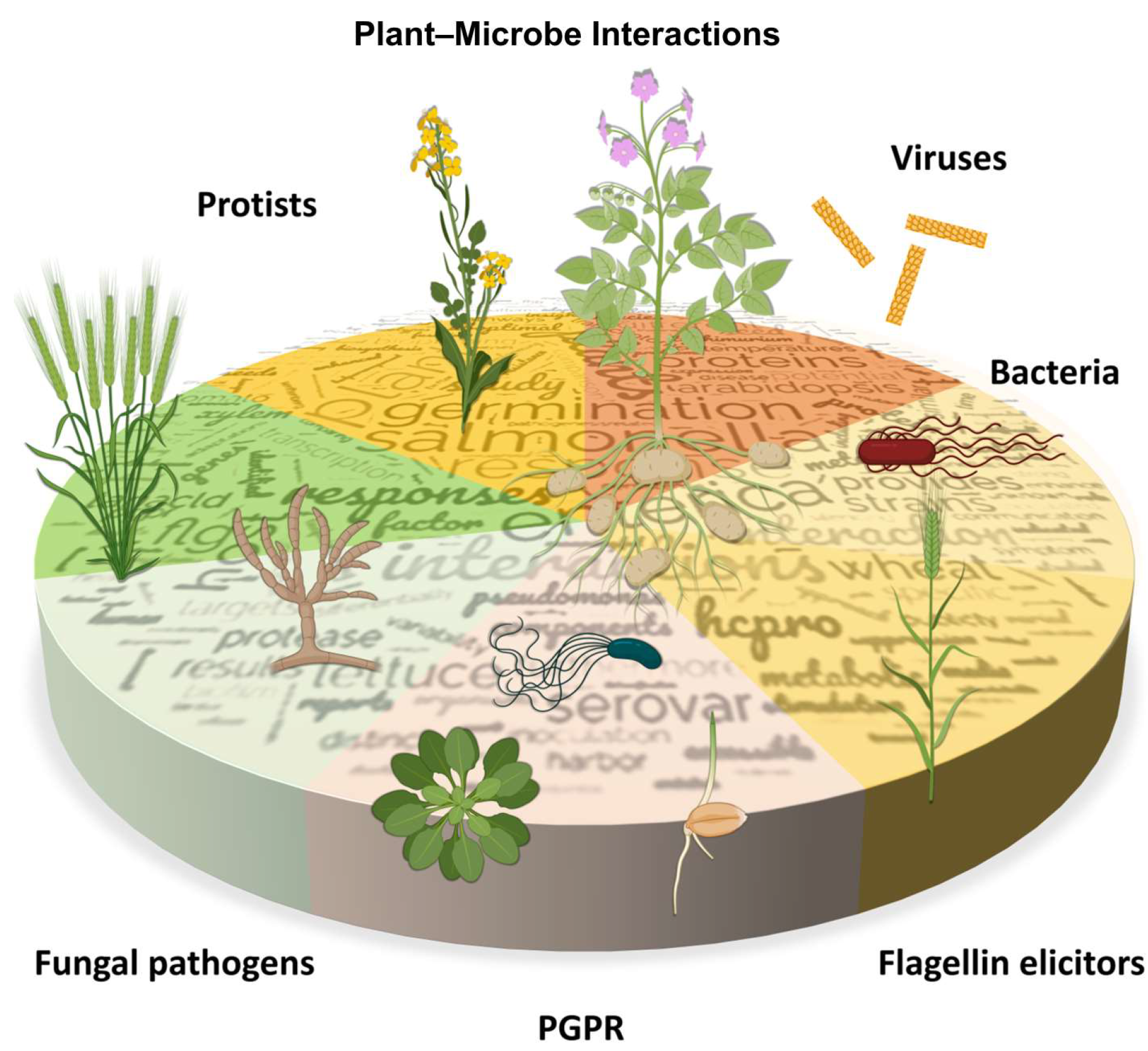 Plants 13 02968 g001