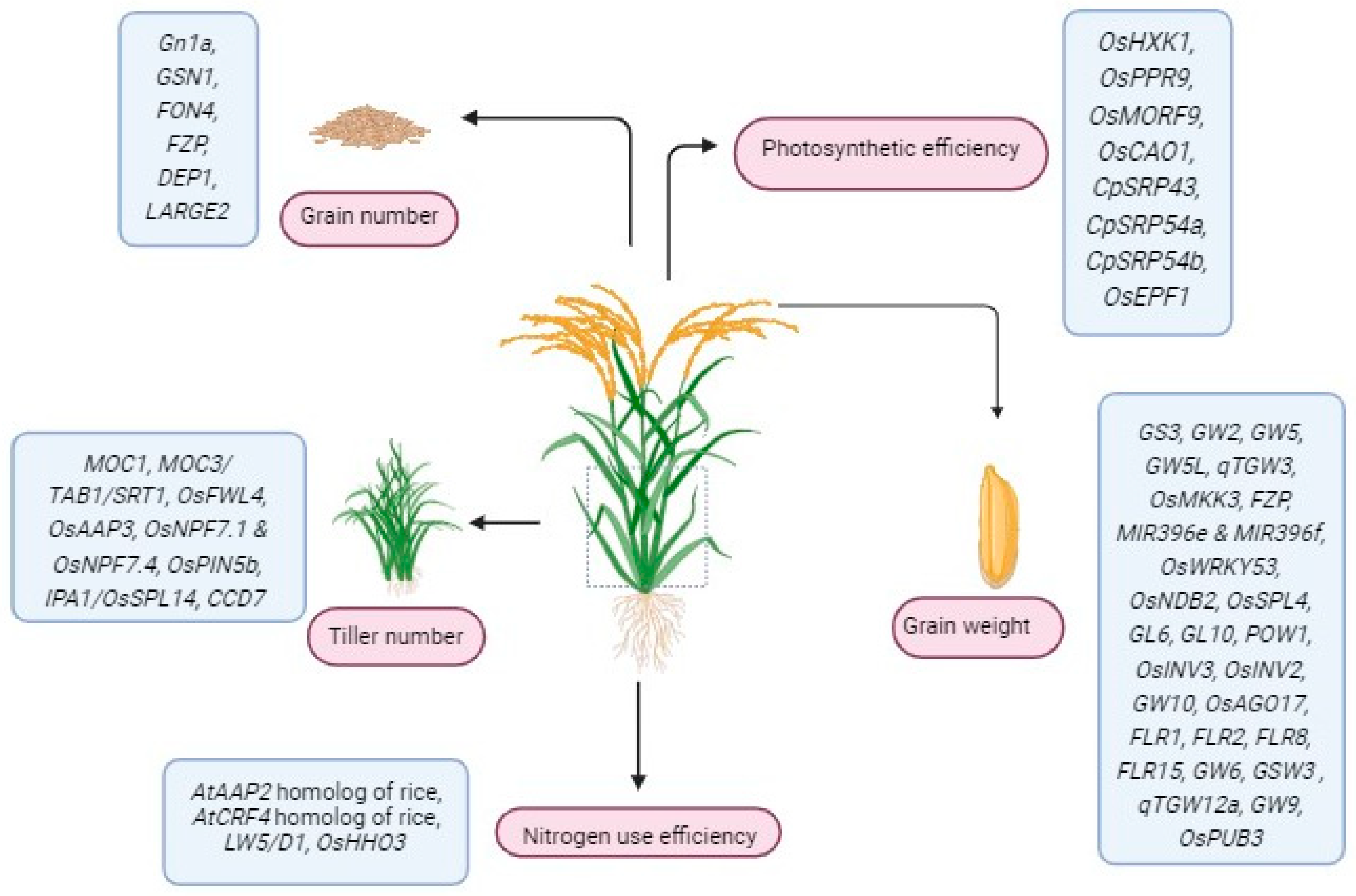 Plants 13 02972 g002