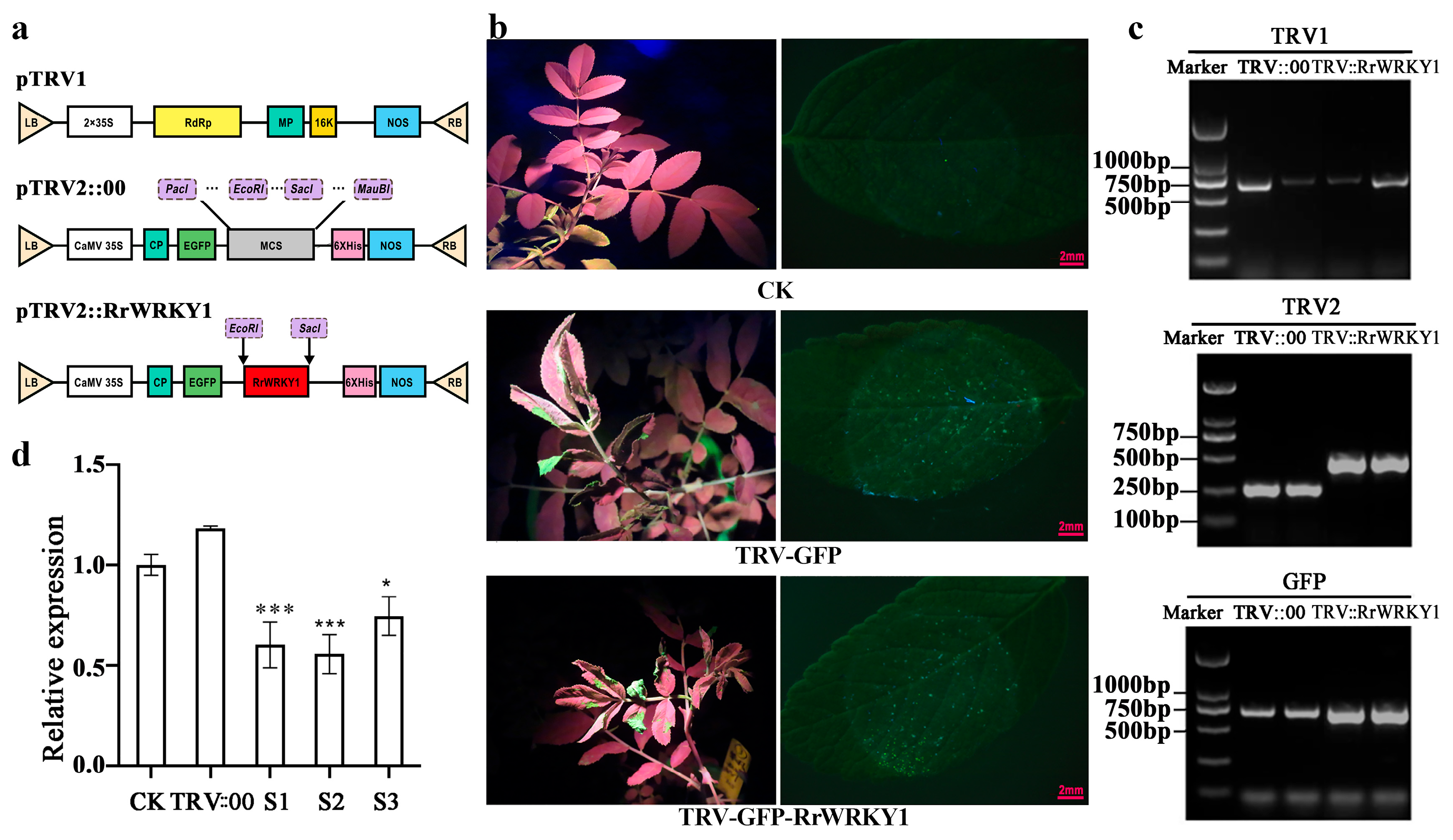 Plants 13 02973 g003