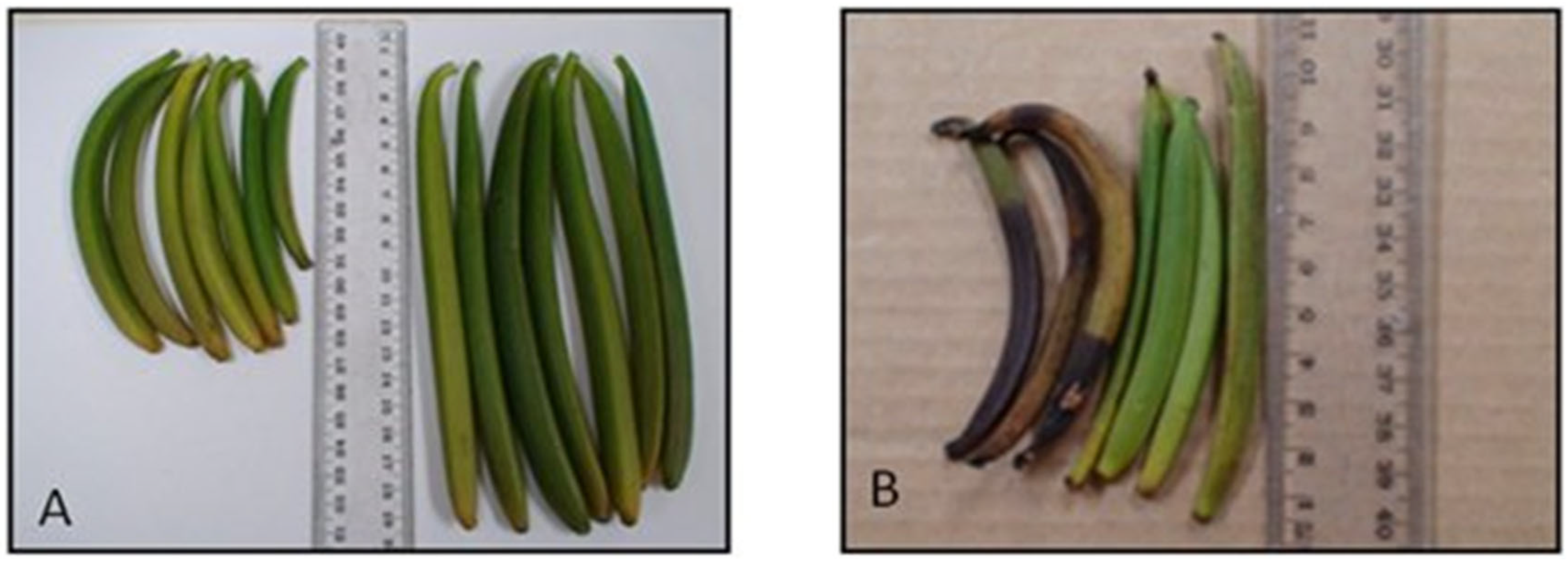 Plants 13 02977 g003