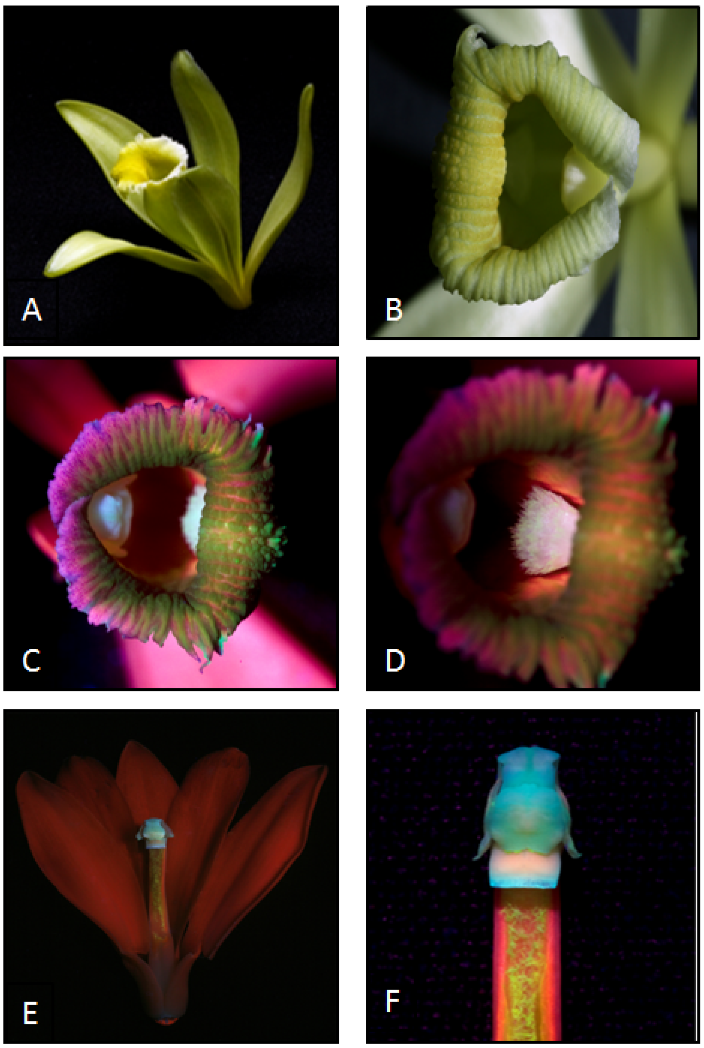 Plants 13 02977 g004