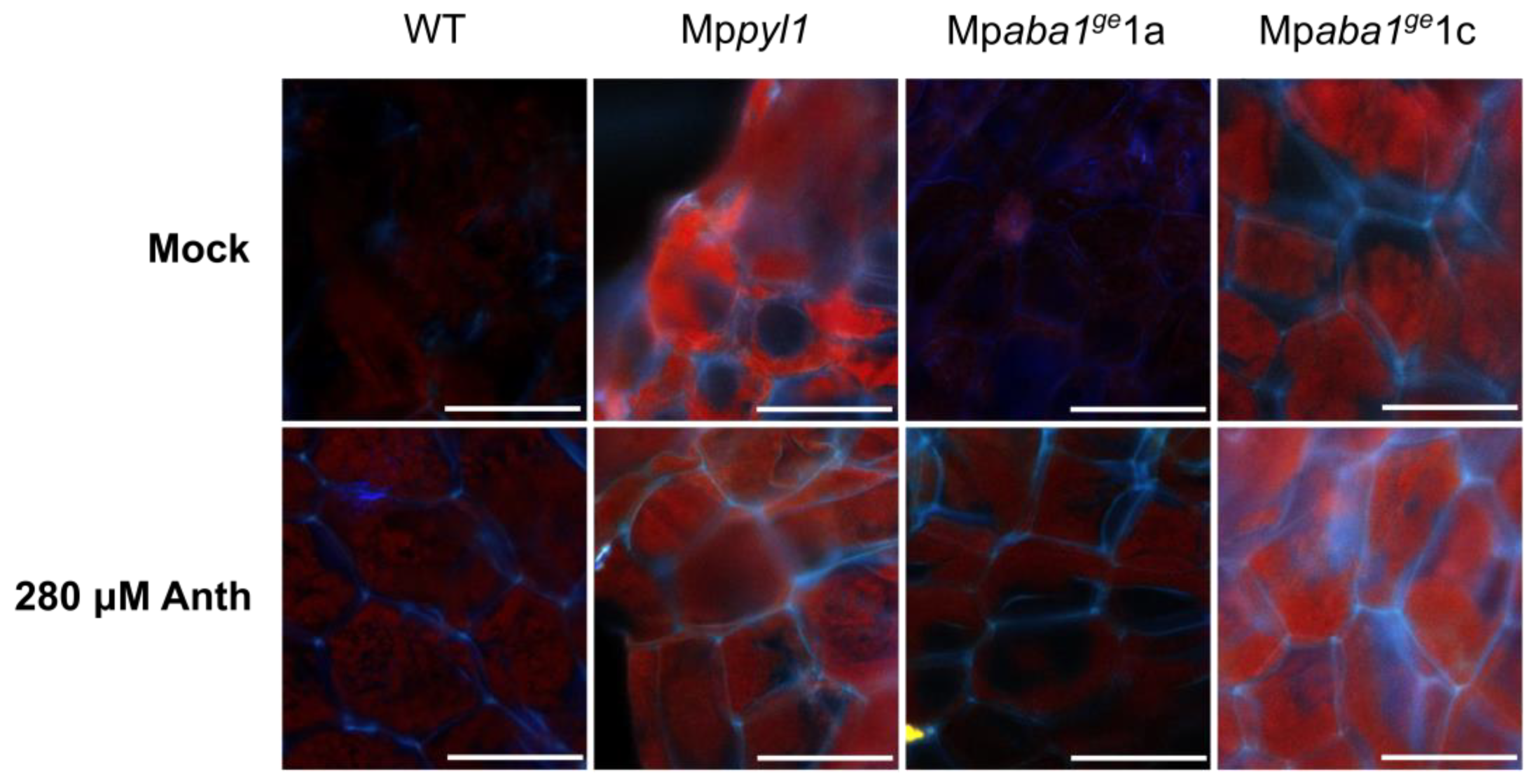 Plants 13 02979 g003