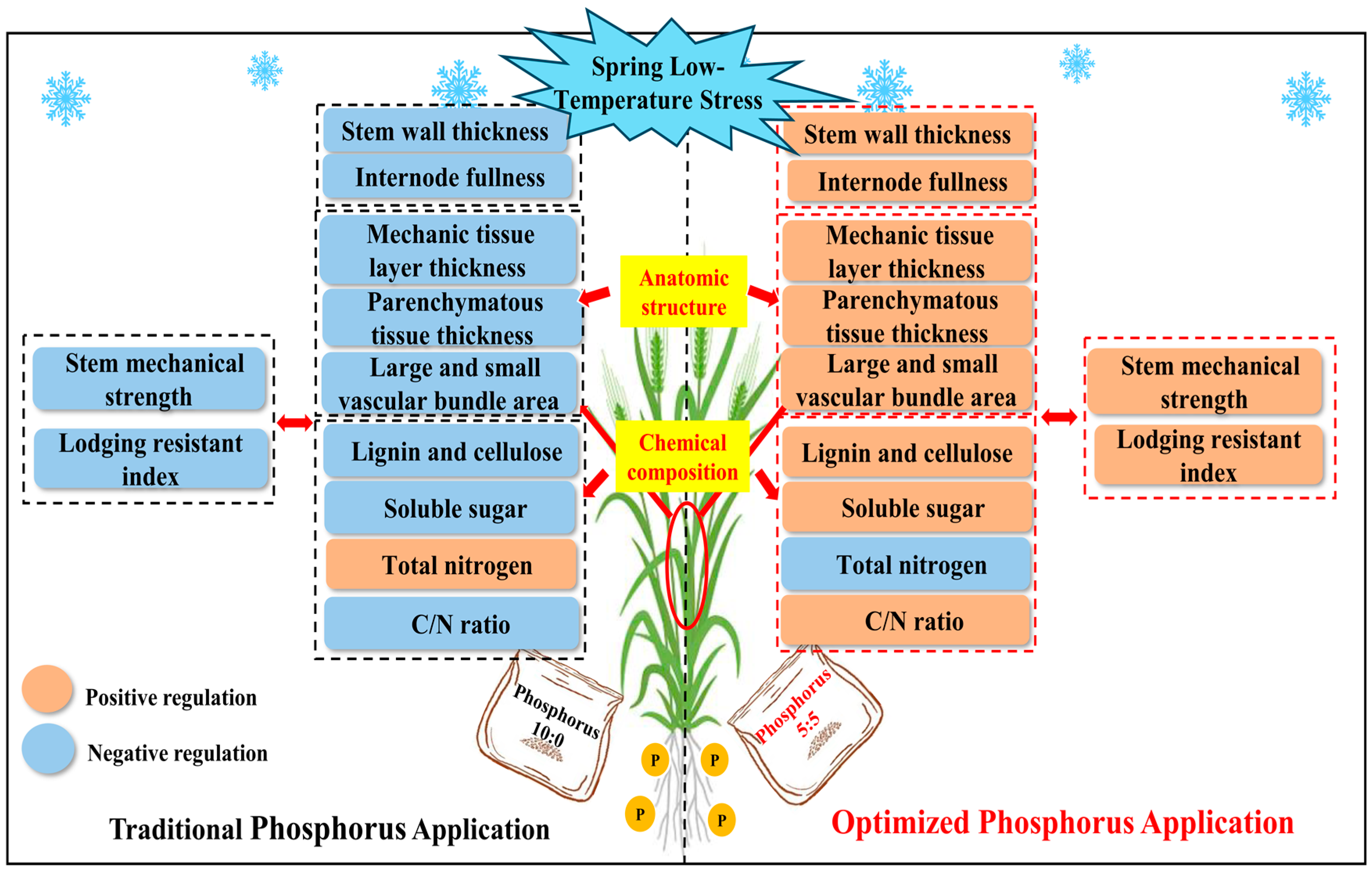 Plants 13 02980 g008