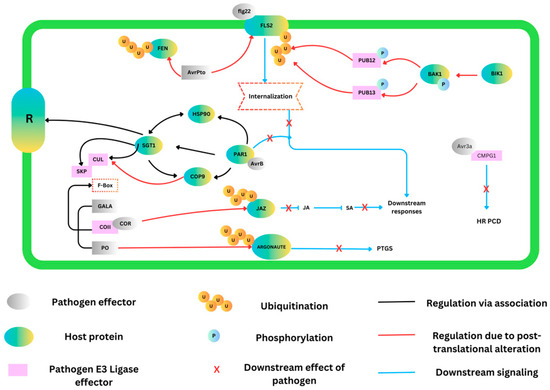 Cullin-Conciliated Regulation of Plant Immune Responses