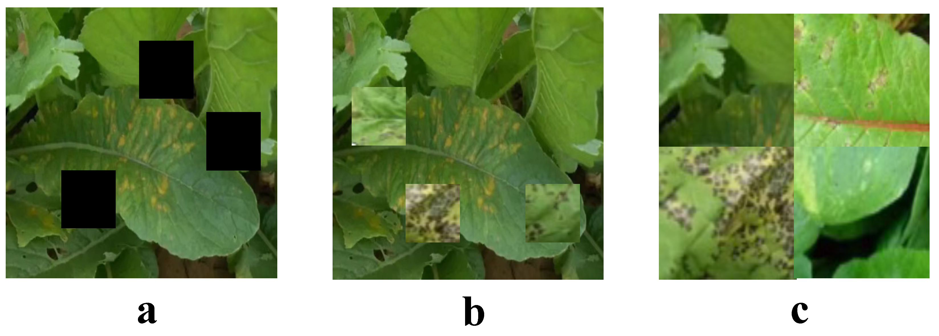 Plants 13 03001 g002