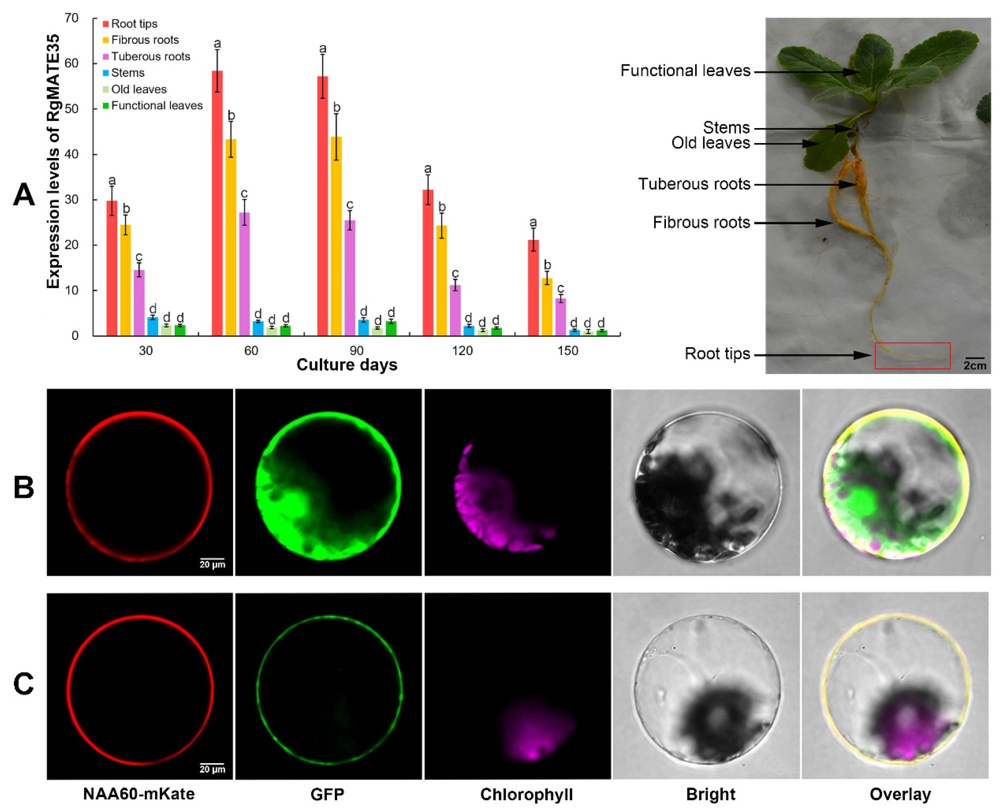 Plants 13 03007 g001