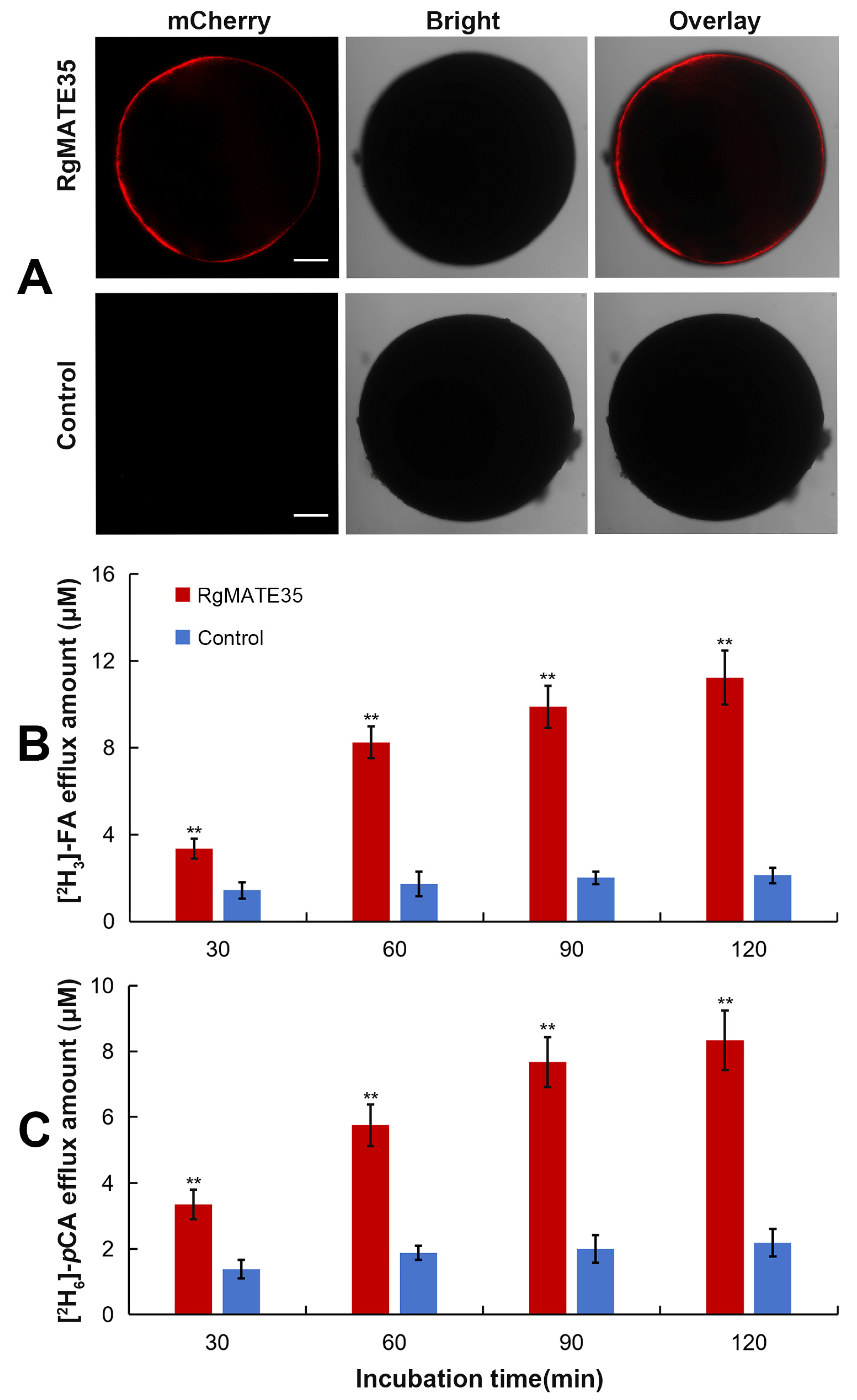 Plants 13 03007 g002