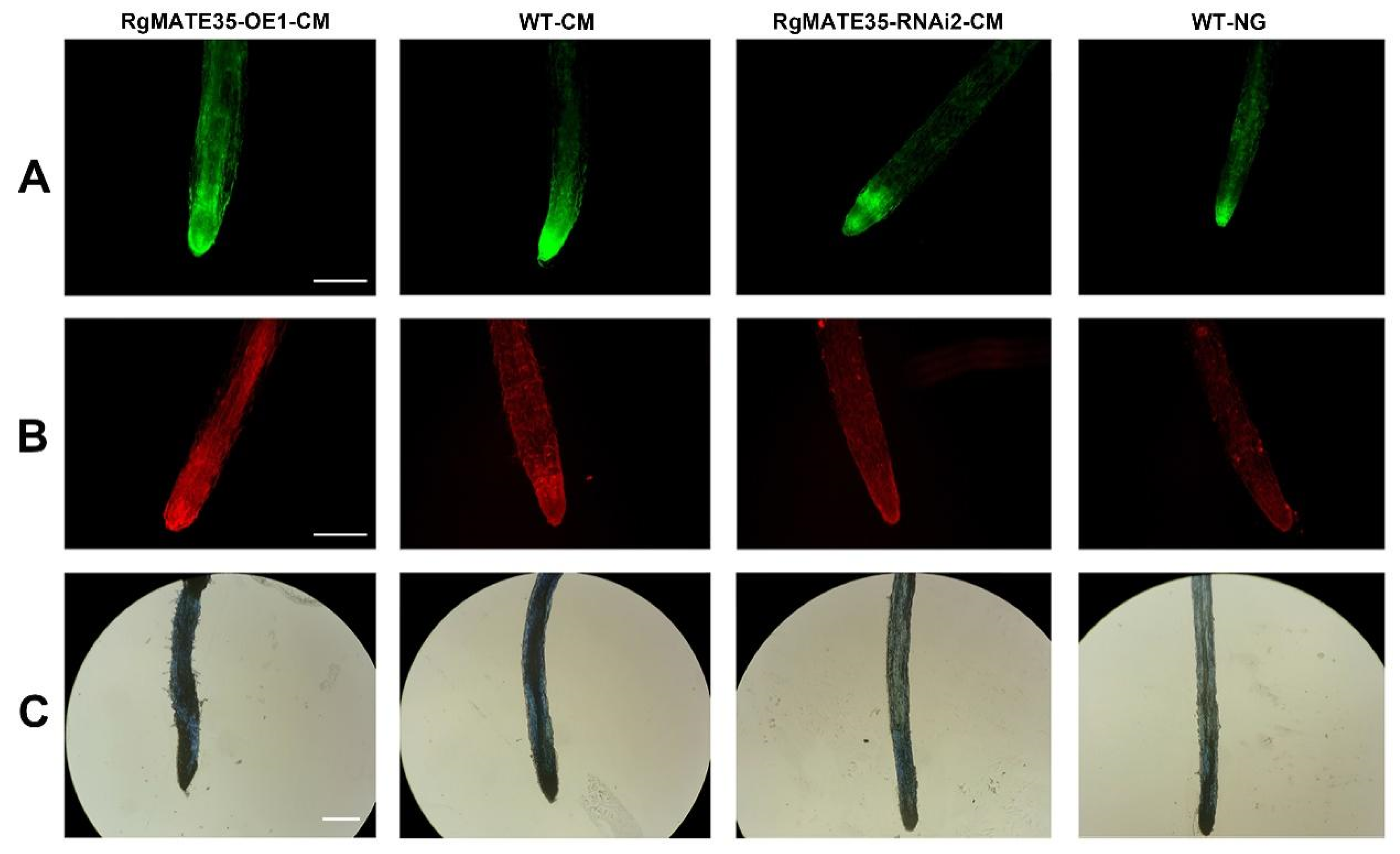 Plants 13 03007 g006