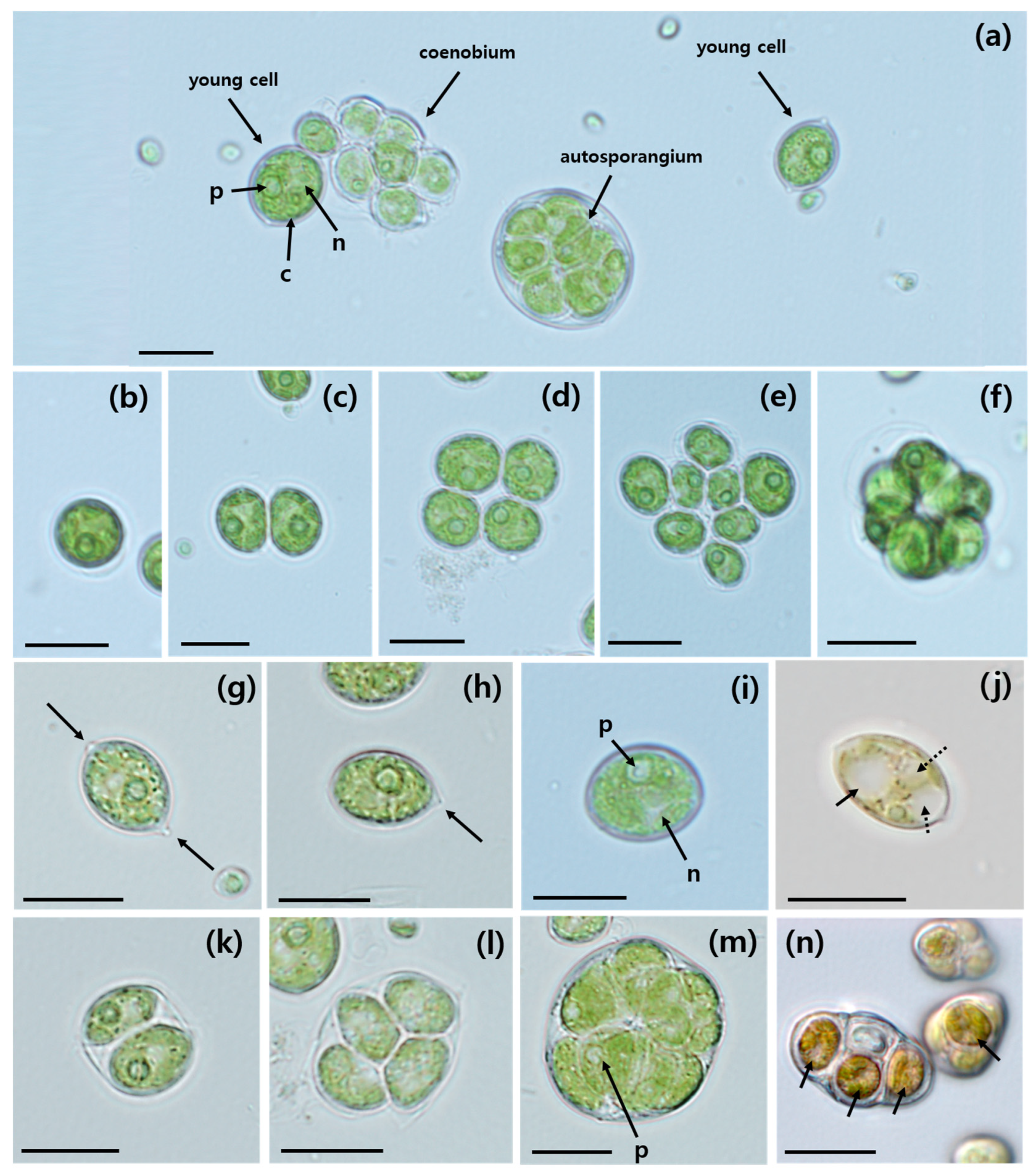 Plants 13 03008 g001 Plants 13 03008 g001