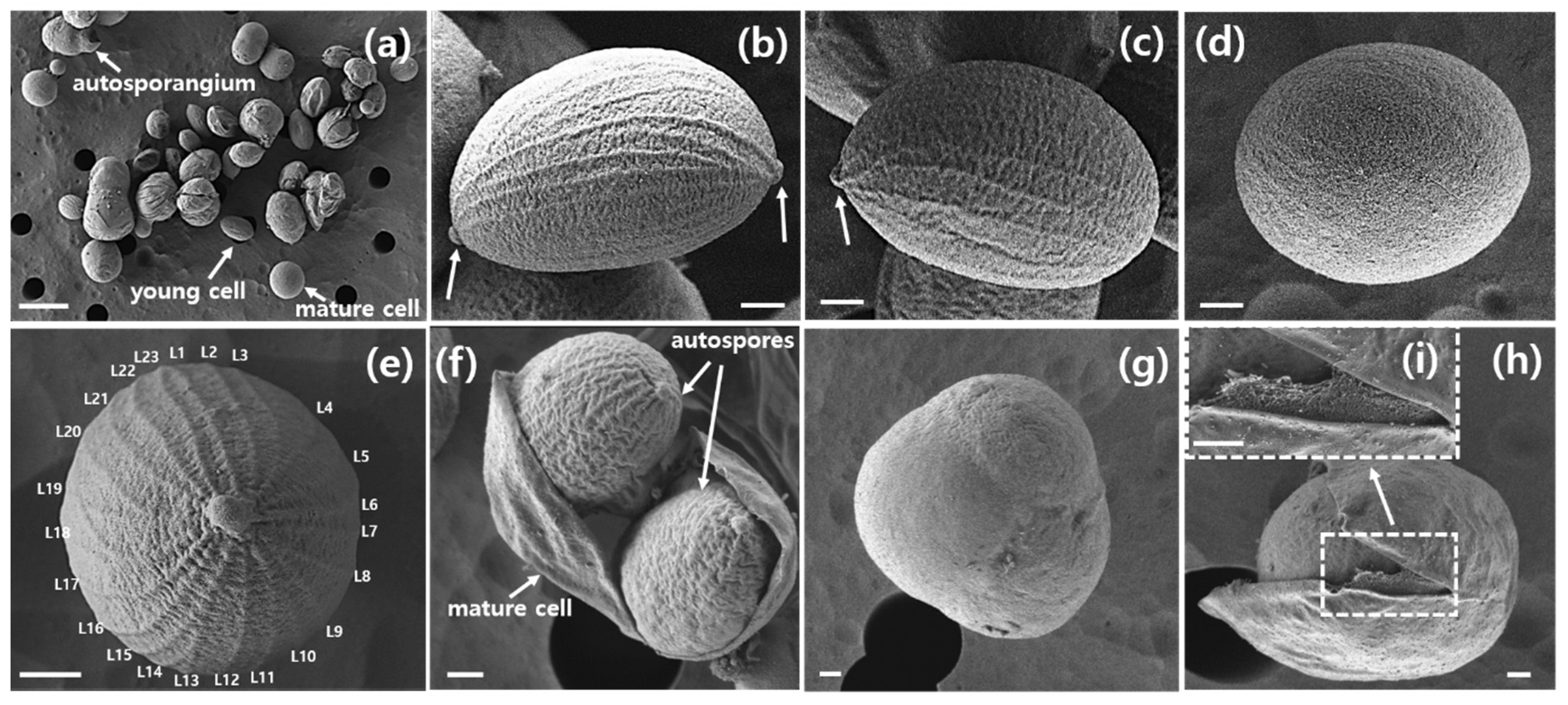 Plants 13 03008 g002 Plants 13 03008 g002