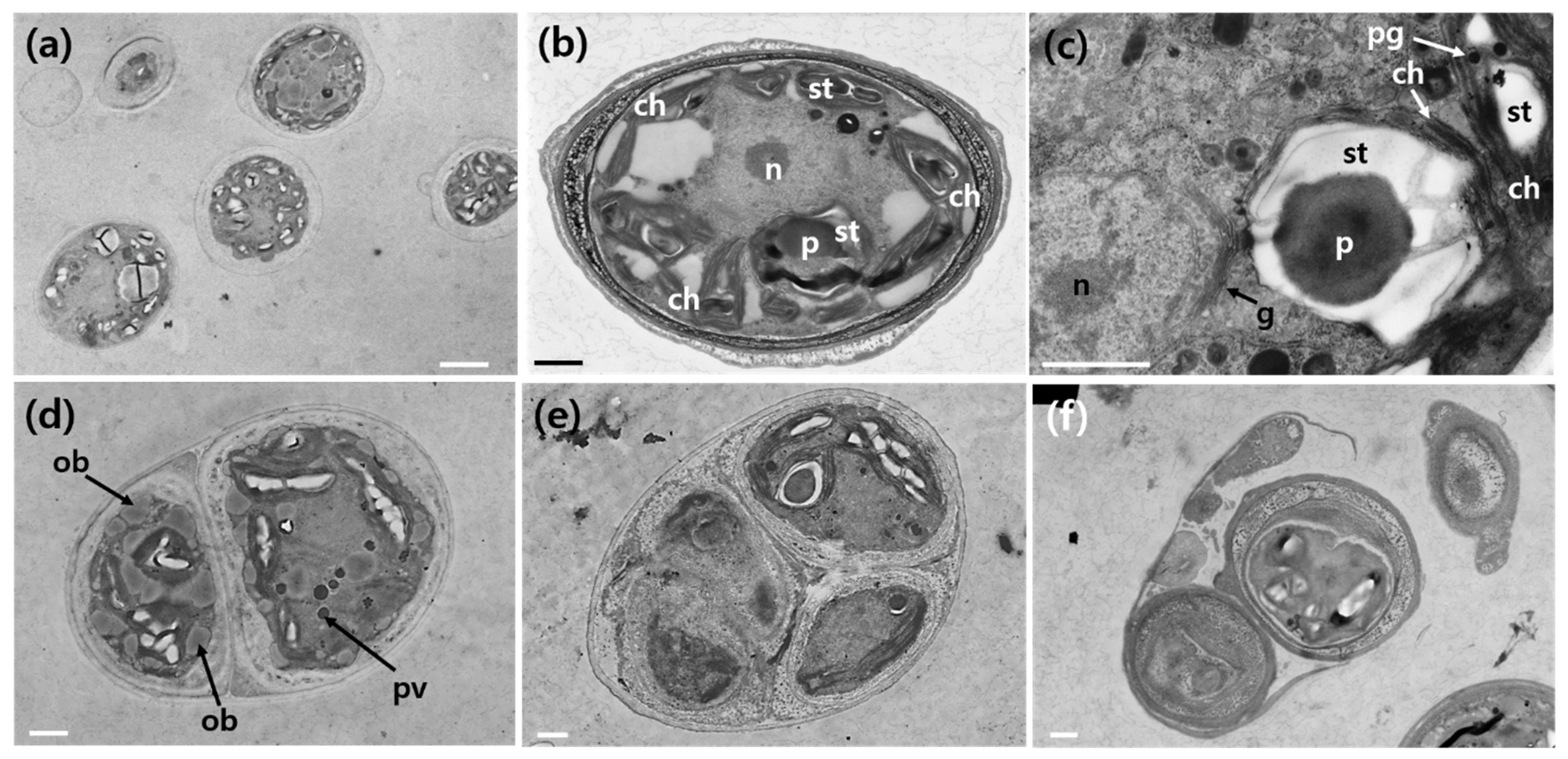 Plants 13 03008 g003 Plants 13 03008 g003