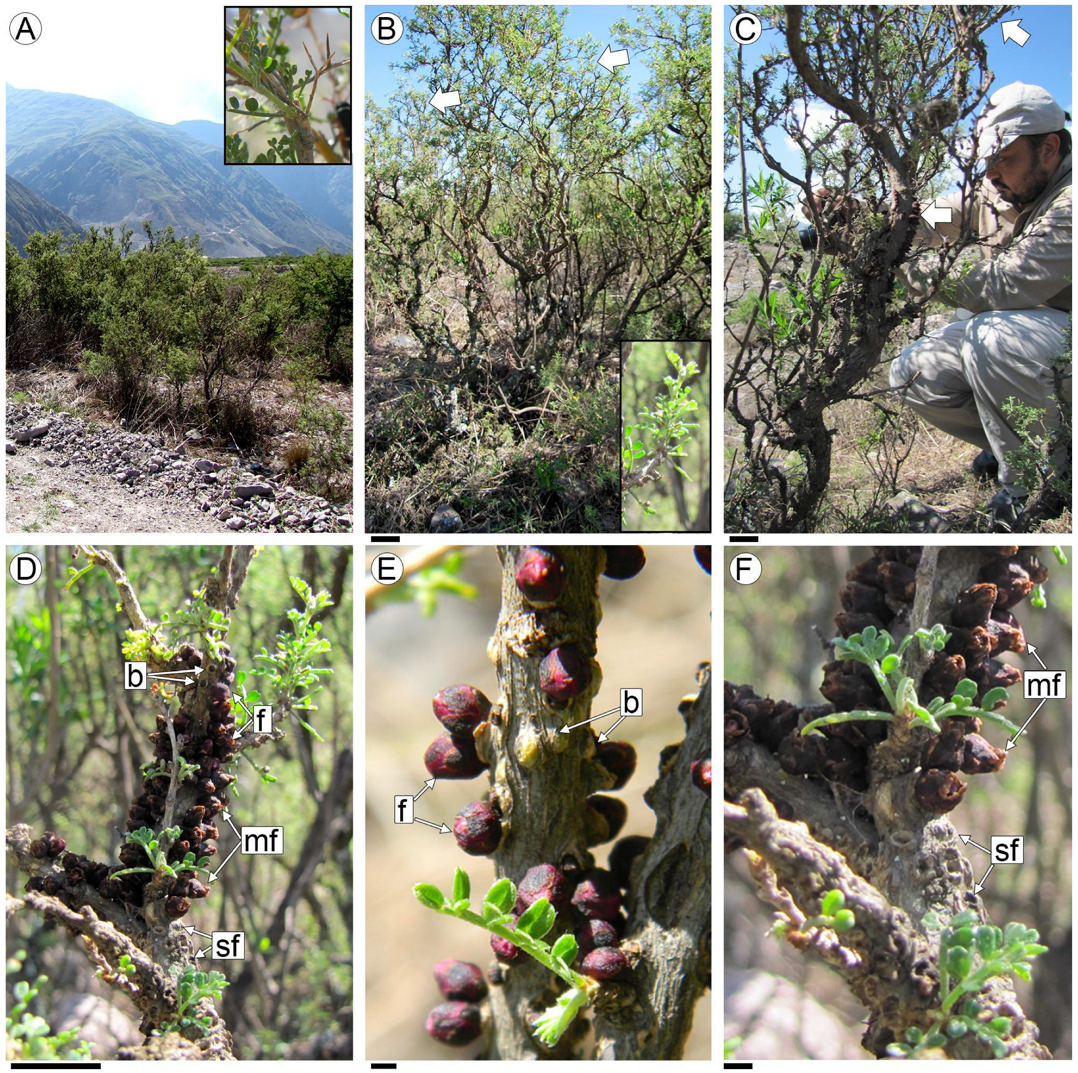 Plants 13 03010 g001 Plants 13 03010 g001