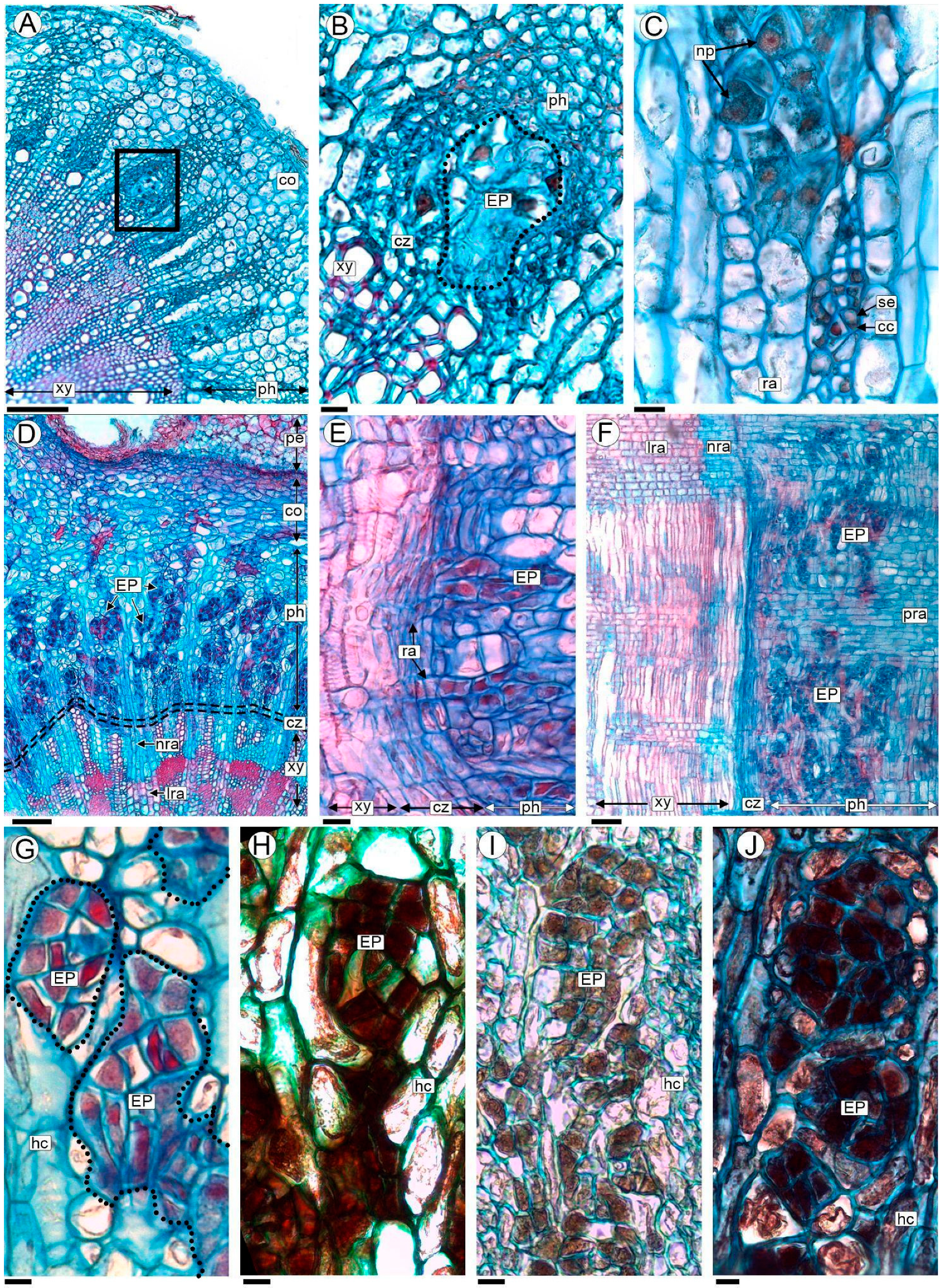 Plants 13 03010 g003 Plants 13 03010 g003