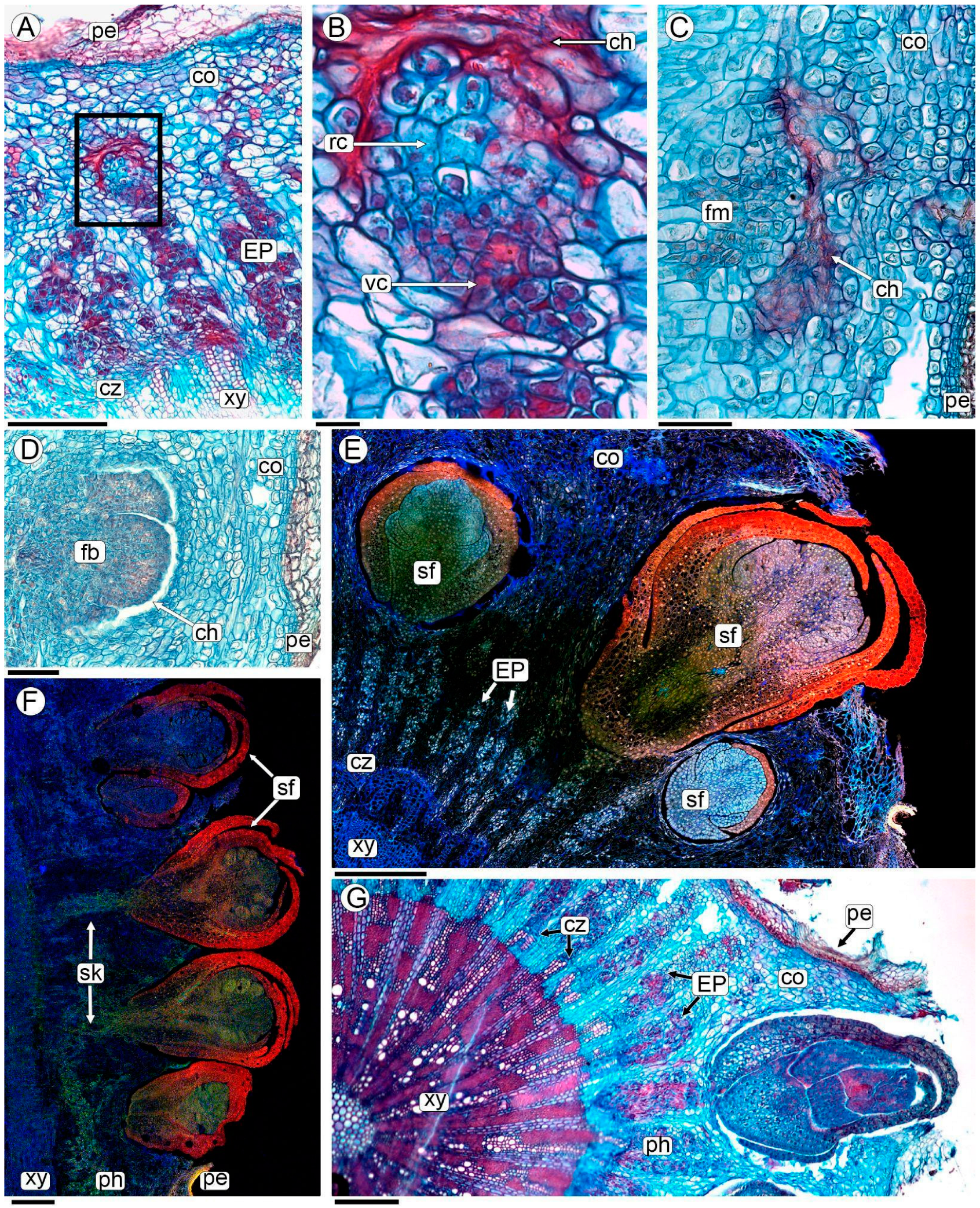 Plants 13 03010 g004 Plants 13 03010 g004