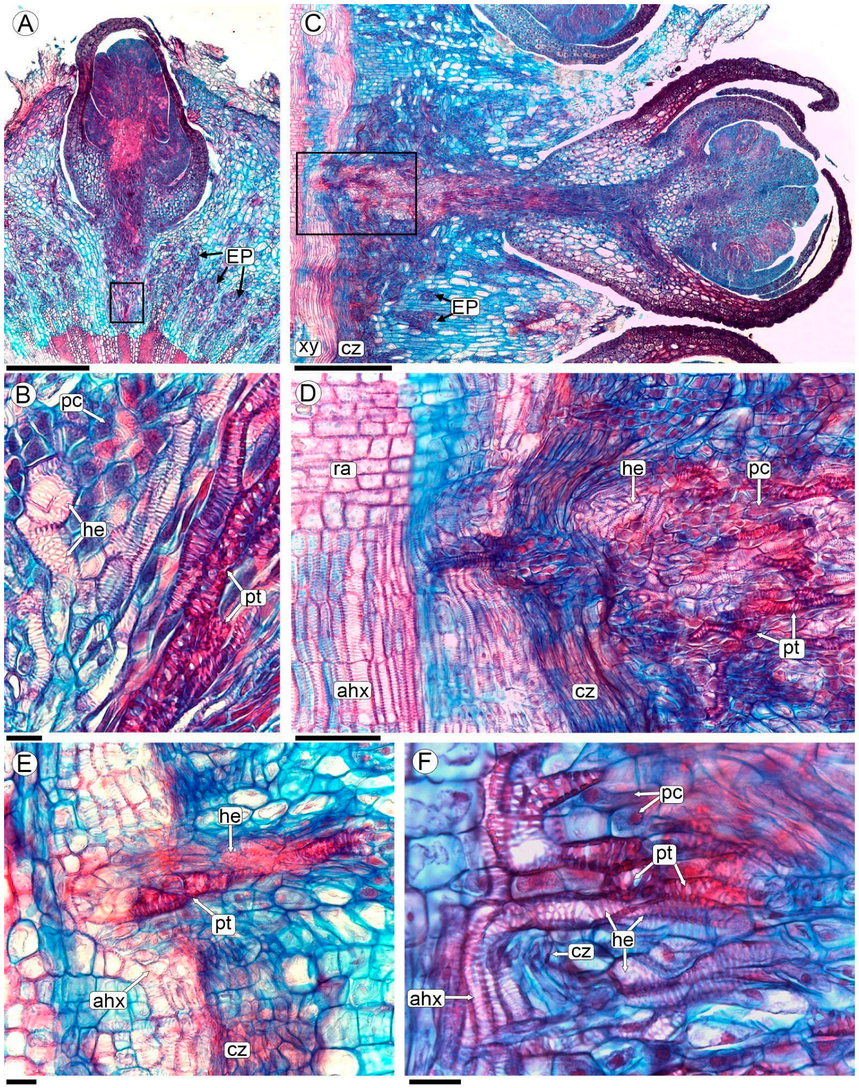 Plants 13 03010 g005 Plants 13 03010 g005