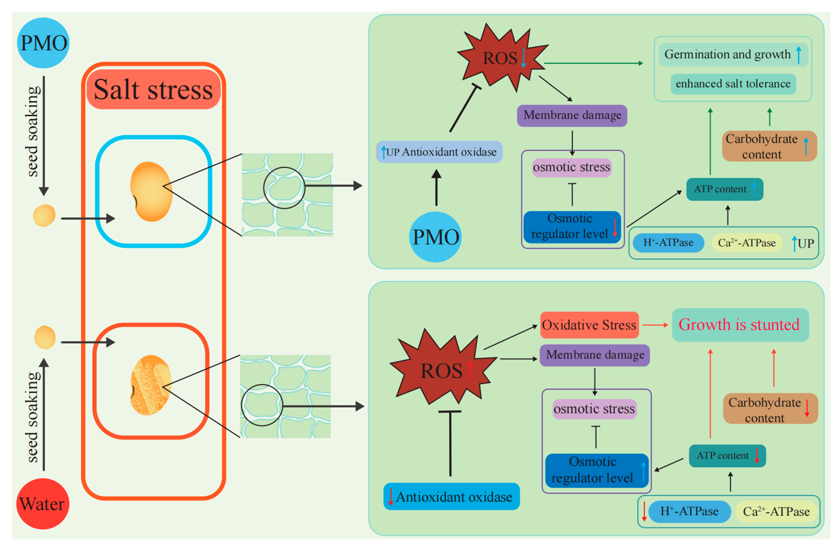 Plants 13 03011 g007