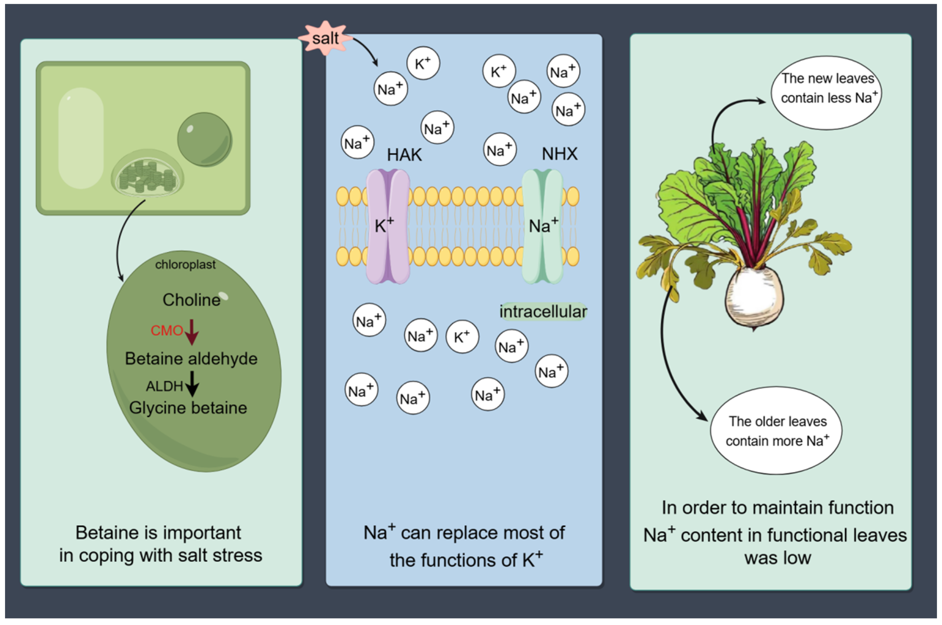 Plants 13 03018 g002 Plants 13 03018 g002