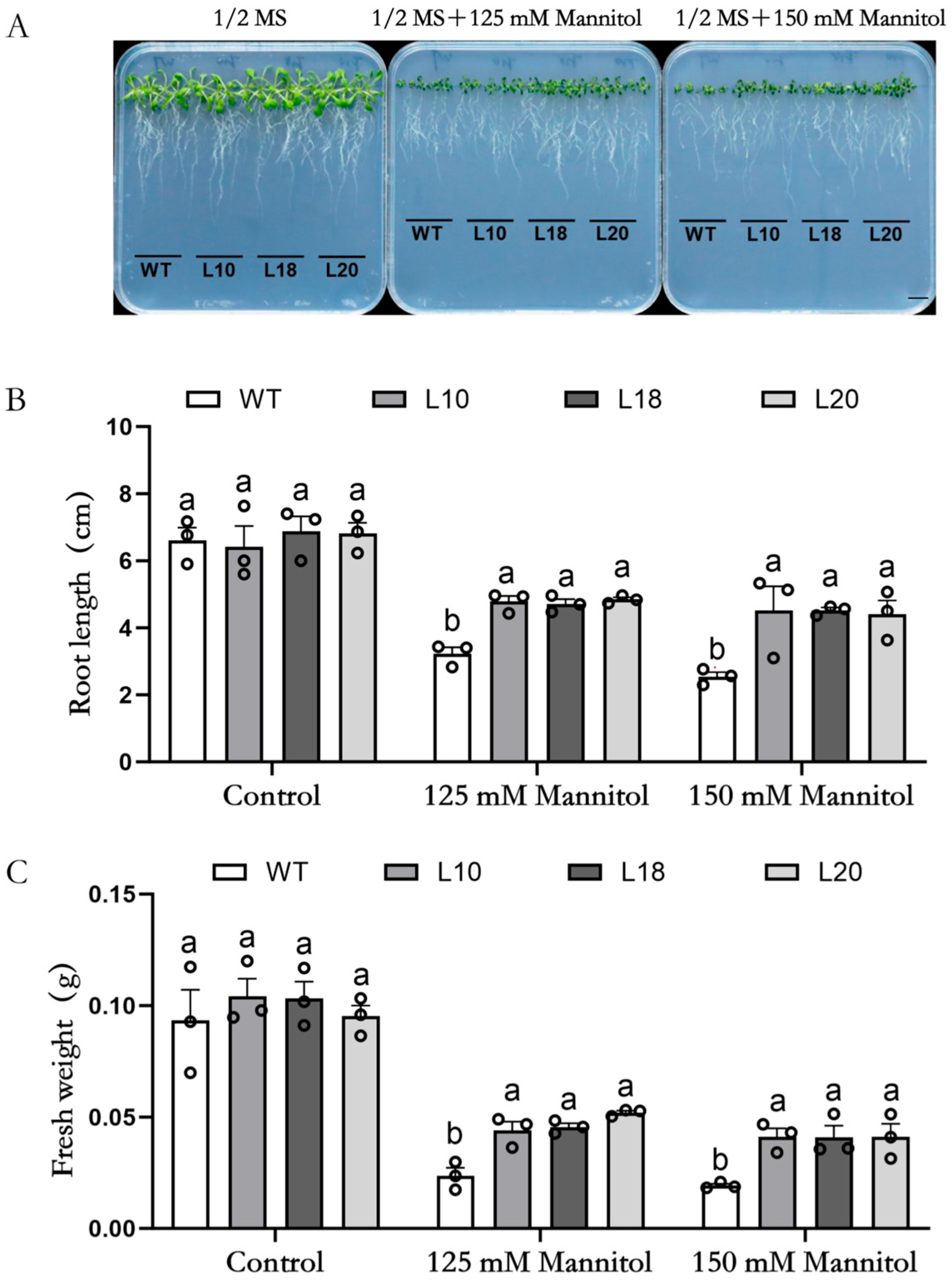Plants 13 03025 g001