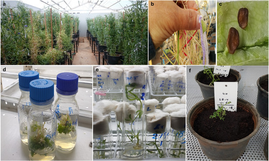 HIGH ＆ LOW Growth, Structure, and Electronic Properties of Epitaxial