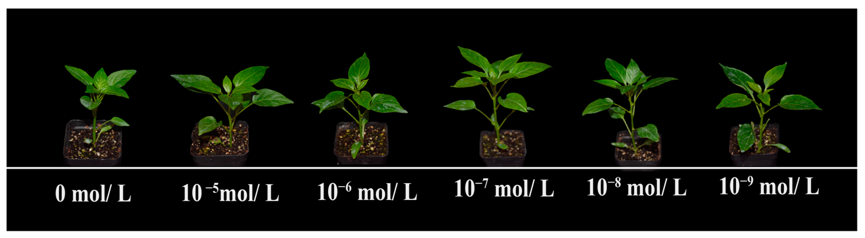 Plants 13 03029 g001