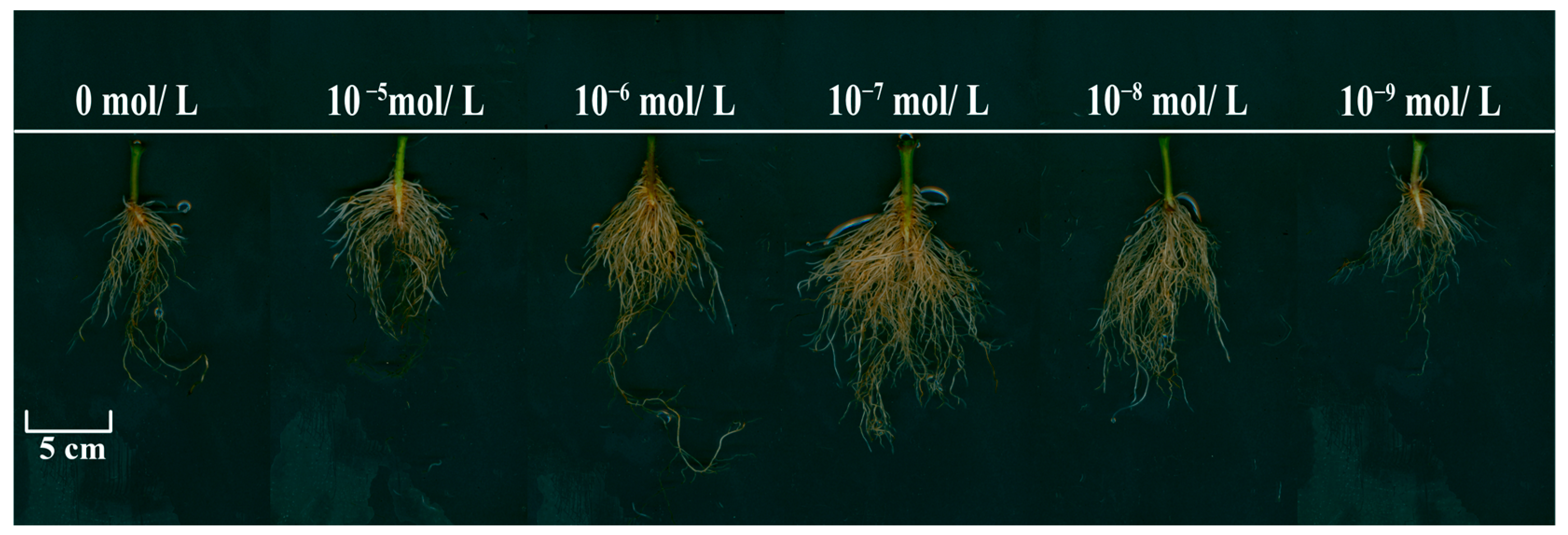 Plants 13 03029 g002