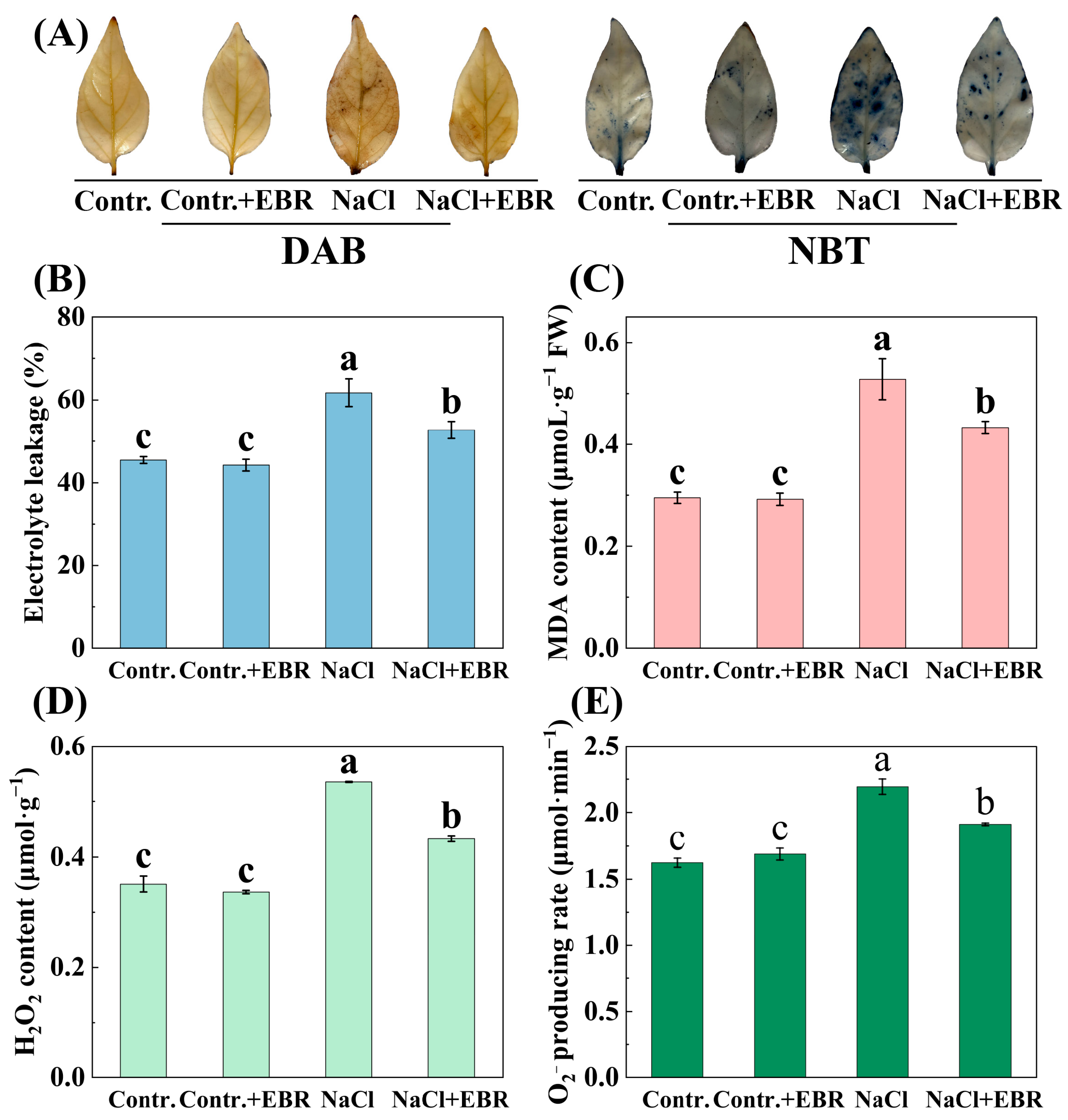 Plants 13 03029 g004