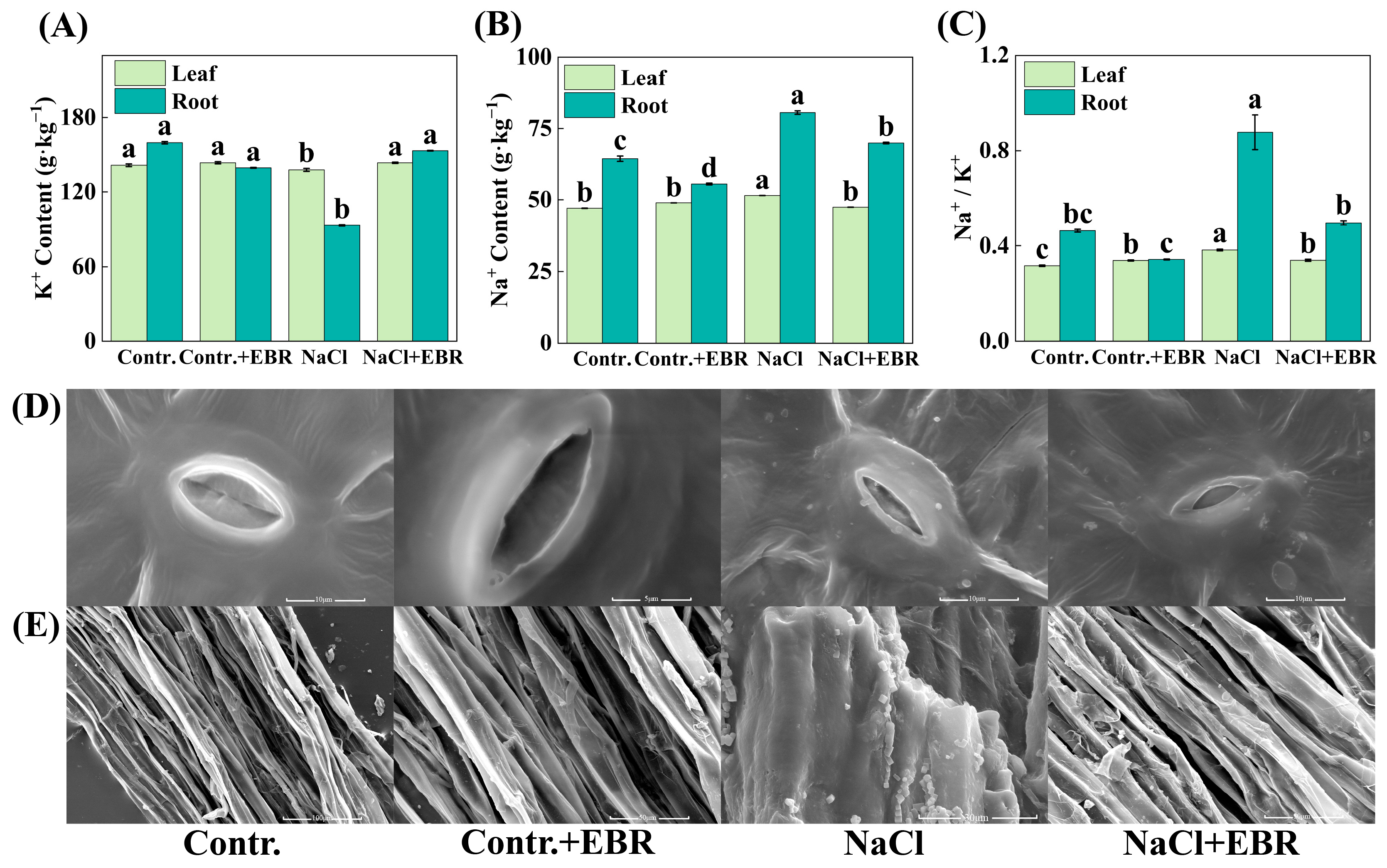 Plants 13 03029 g008