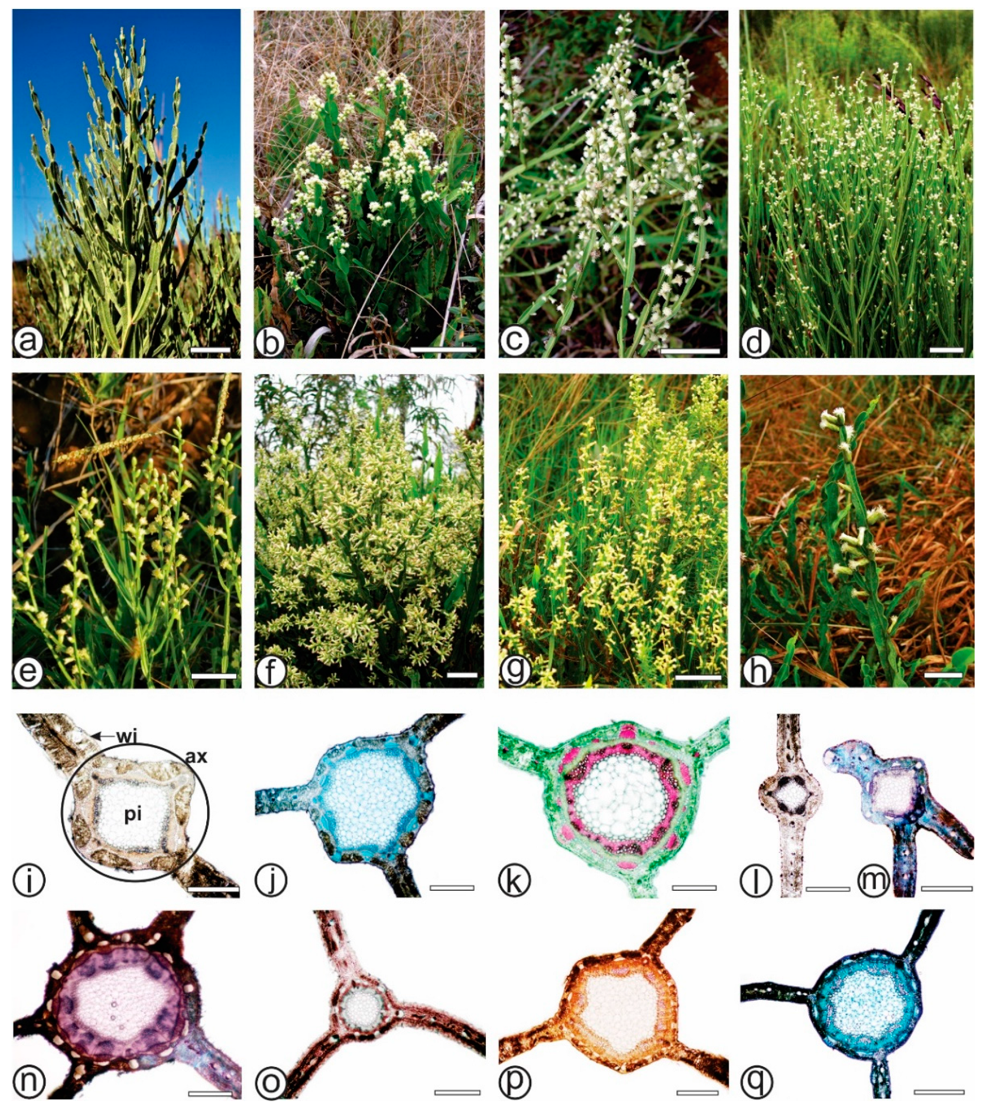 Plants 13 03030 g001