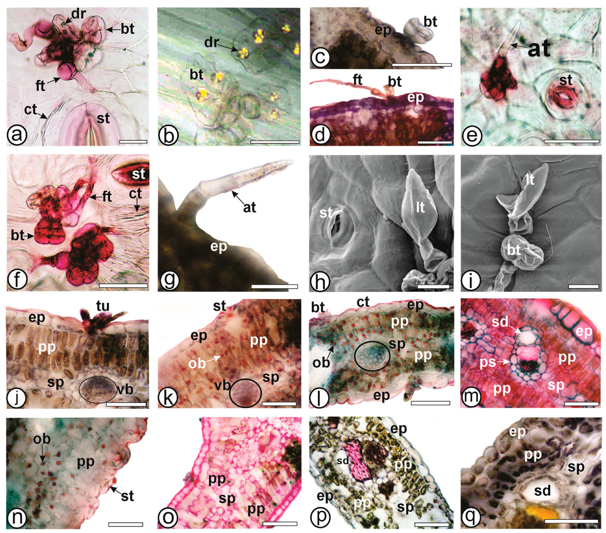 Plants 13 03030 g003