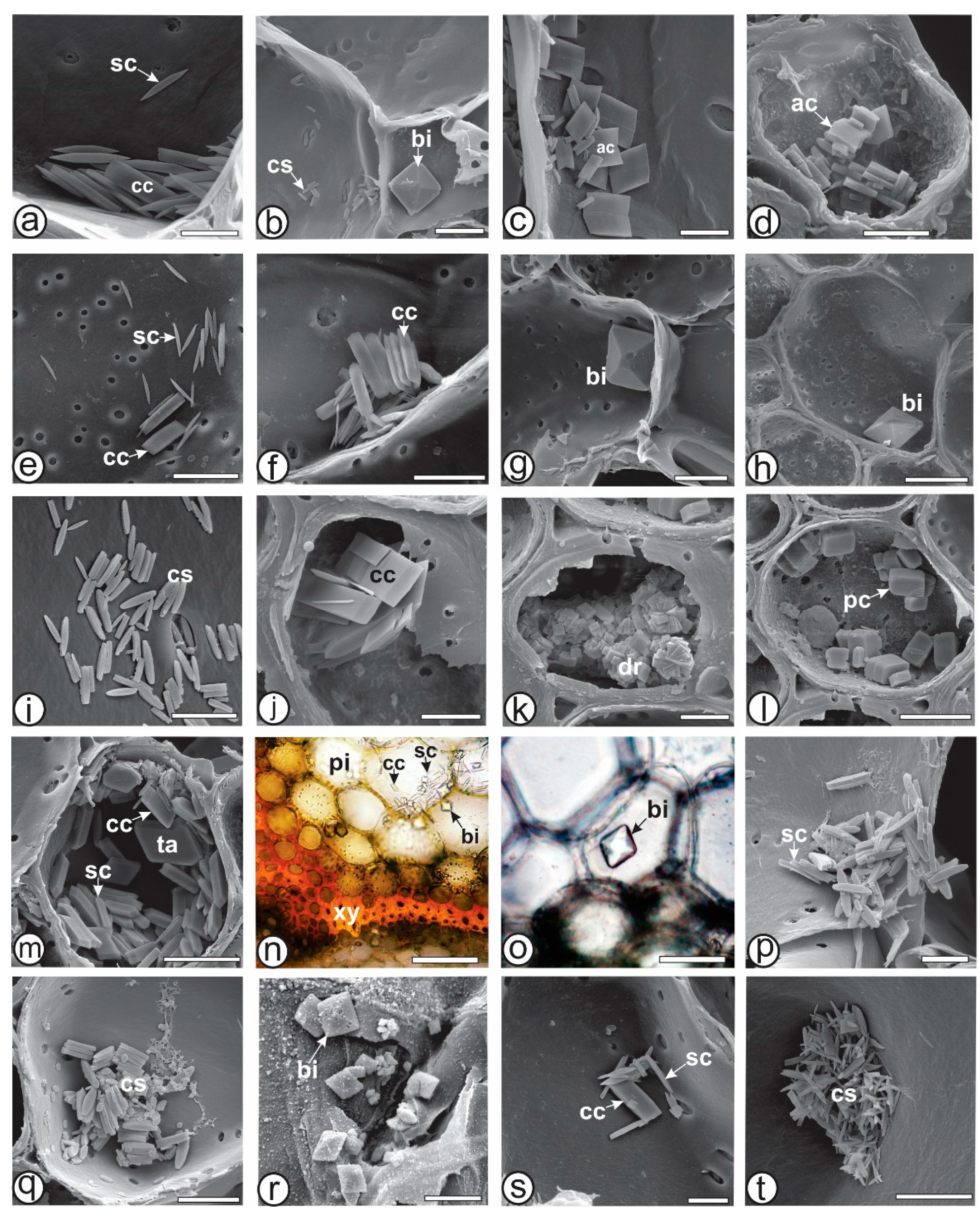 Plants 13 03030 g005