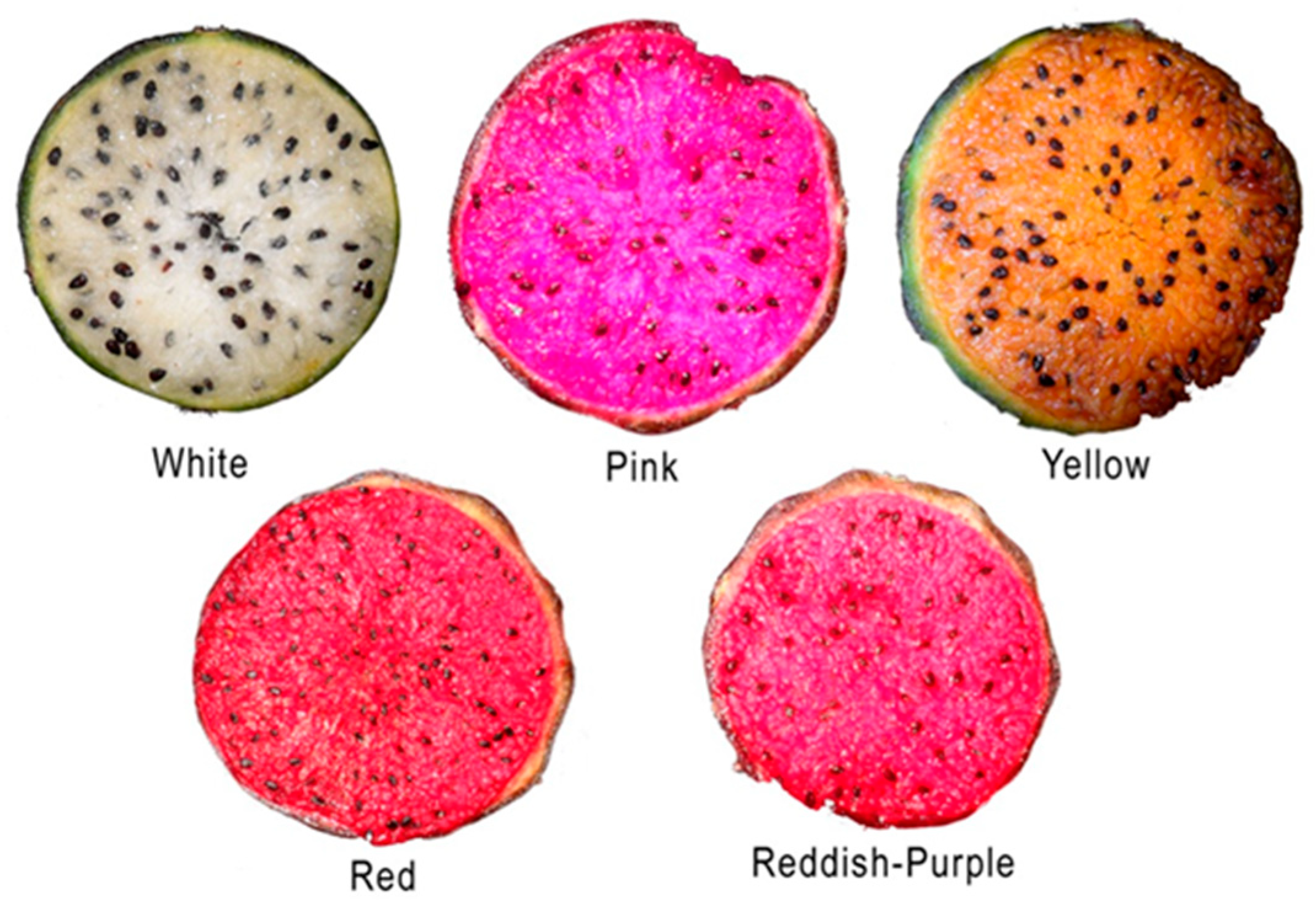 Plants 13 03040 g002