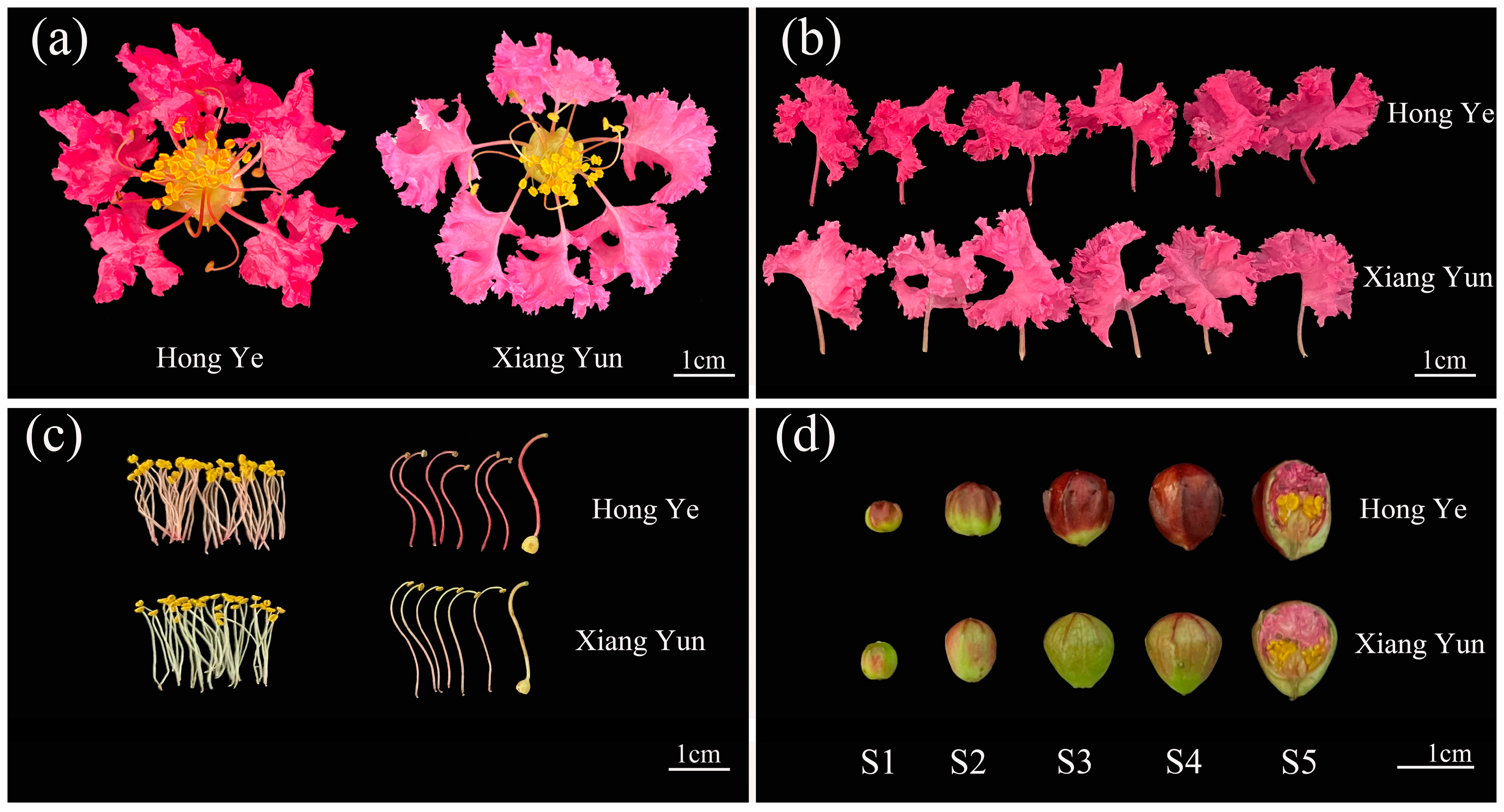 Plants 13 03043 g001