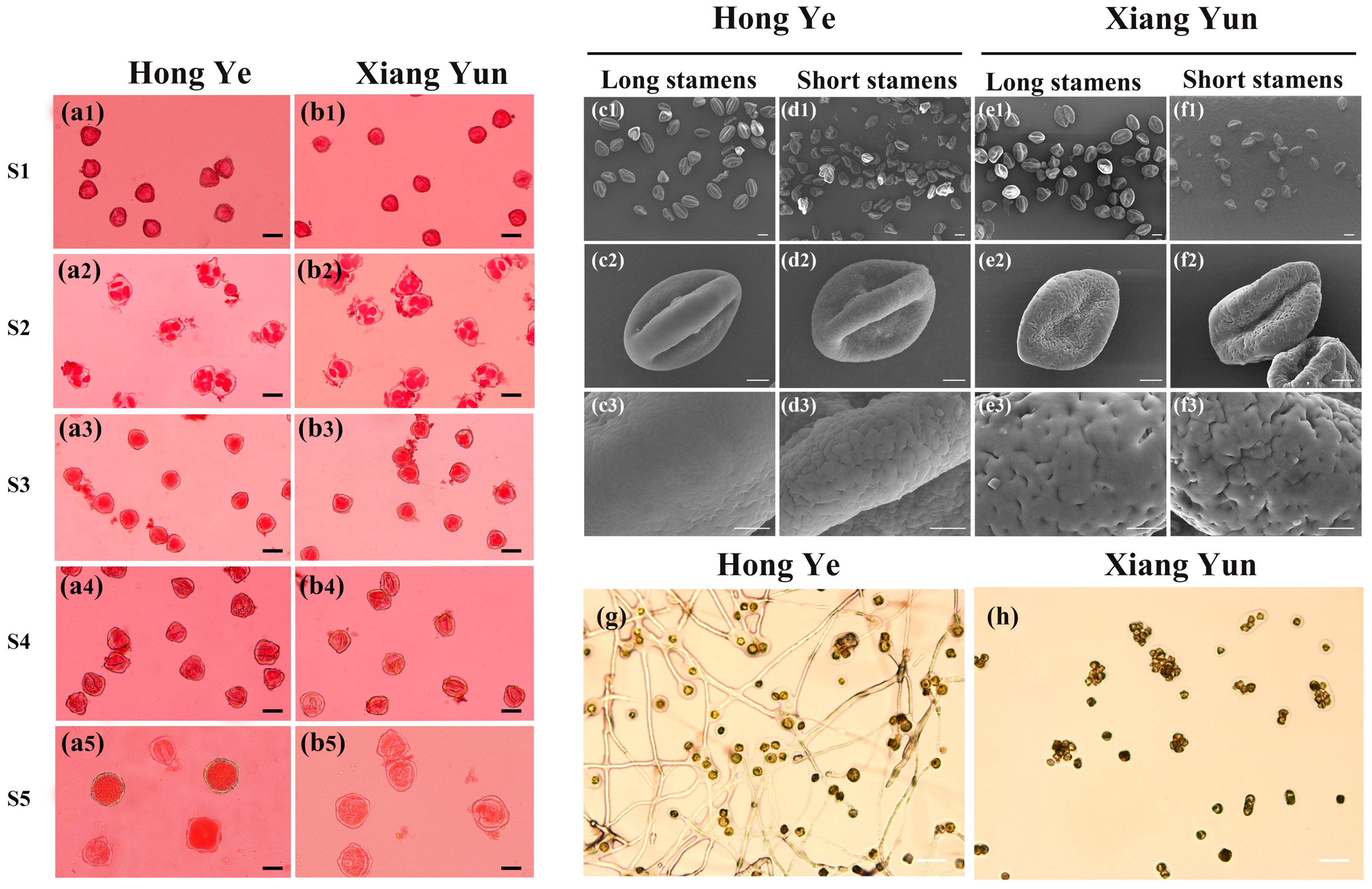 Plants 13 03043 g002