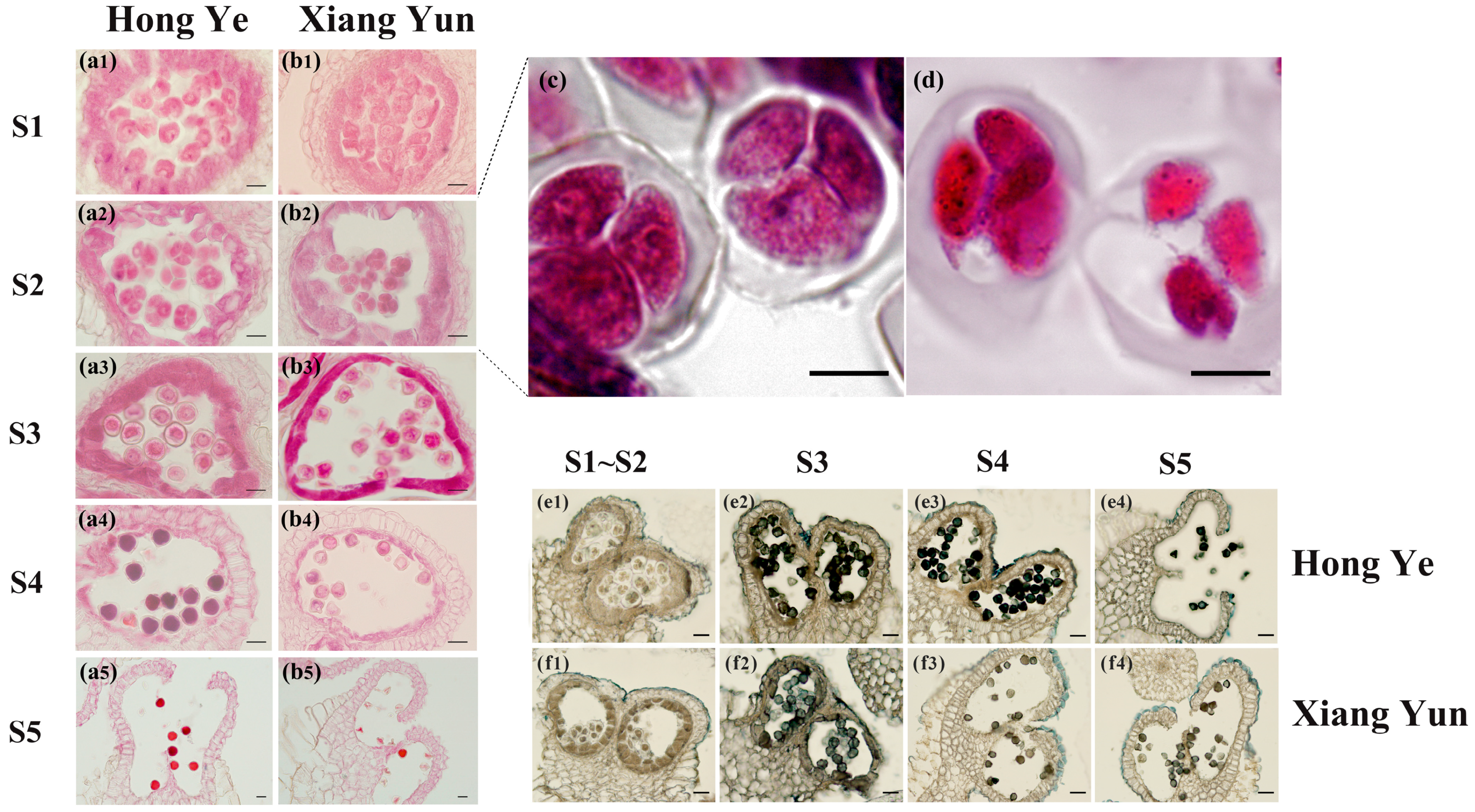 Plants 13 03043 g003