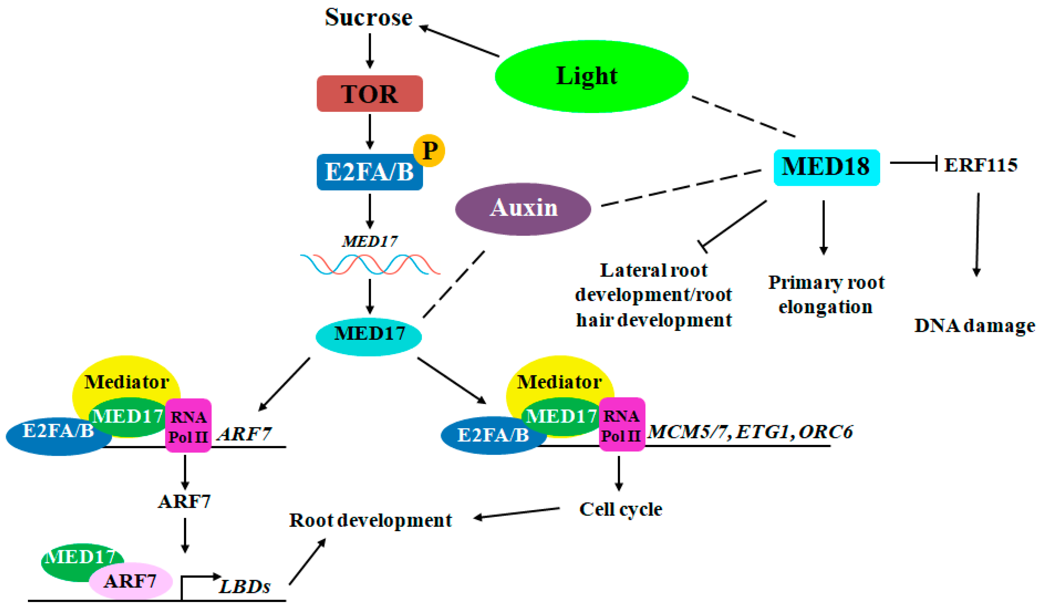 Plants 13 03051 g001 Plants 13 03051 g001