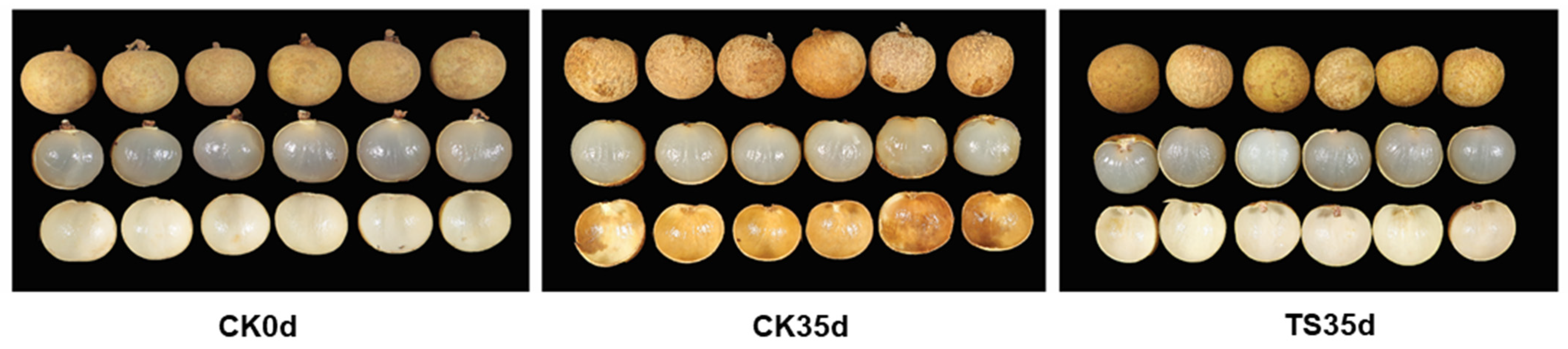 Plants 13 03061 g001