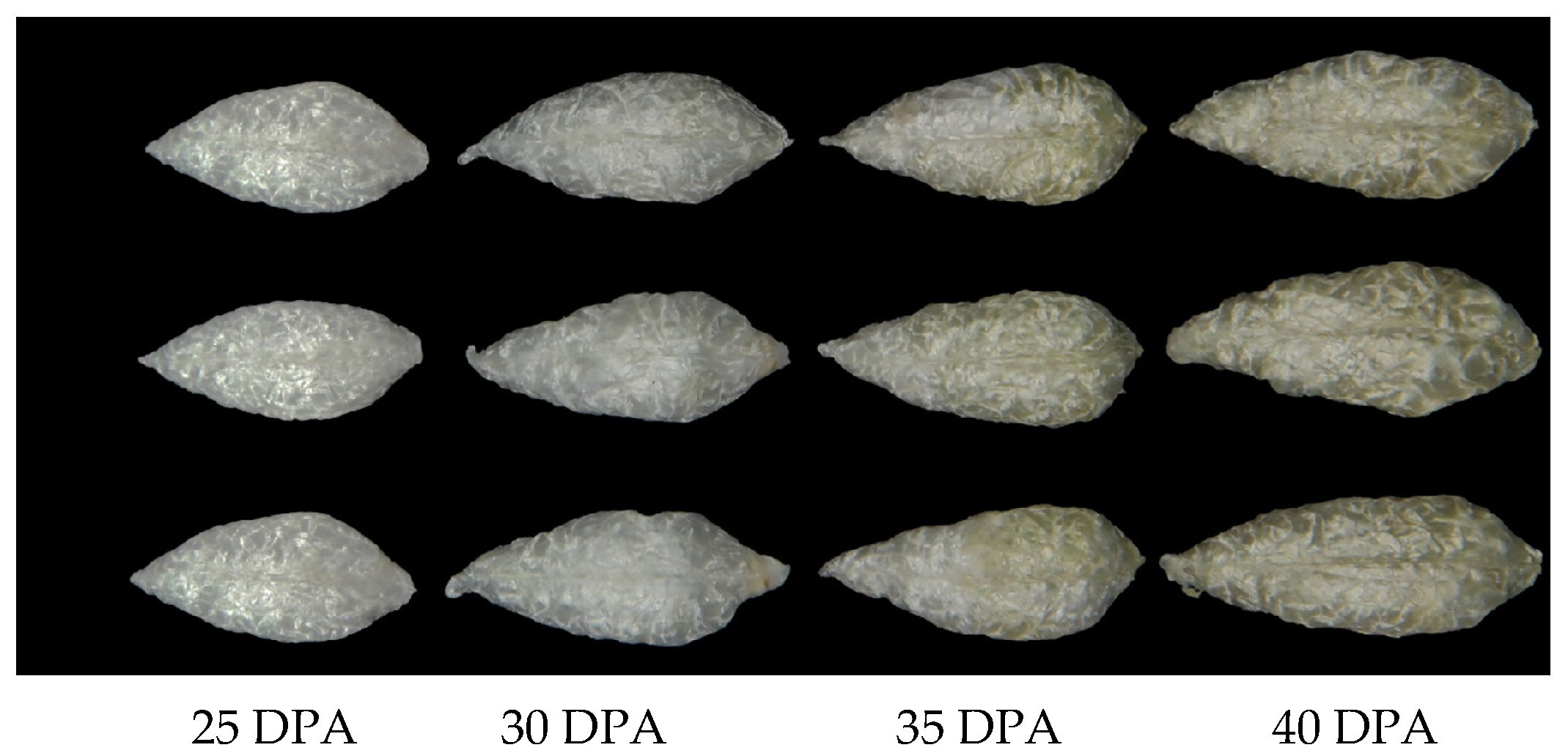 Plants 13 03063 g001