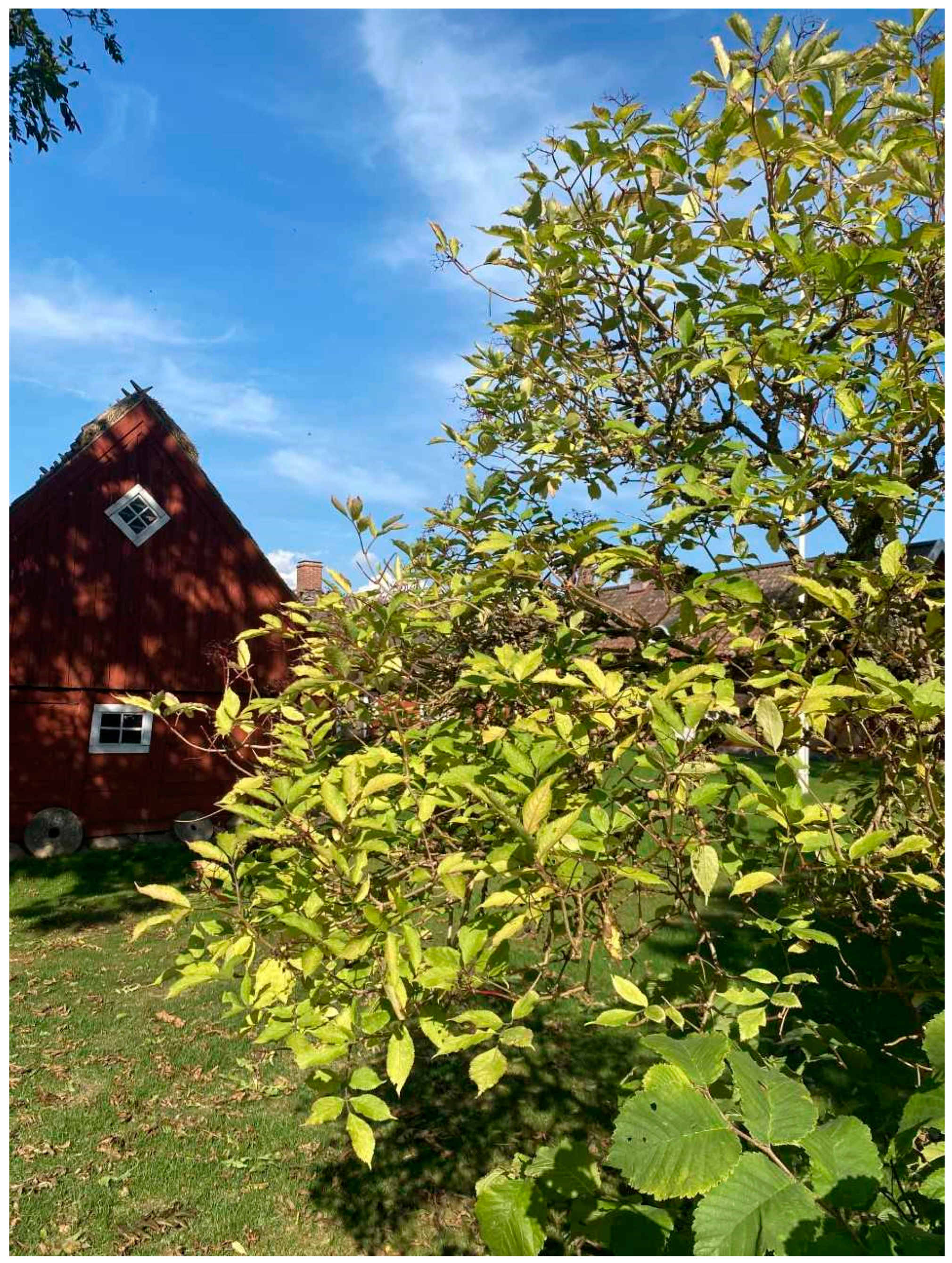 Plants 13 03068 g001