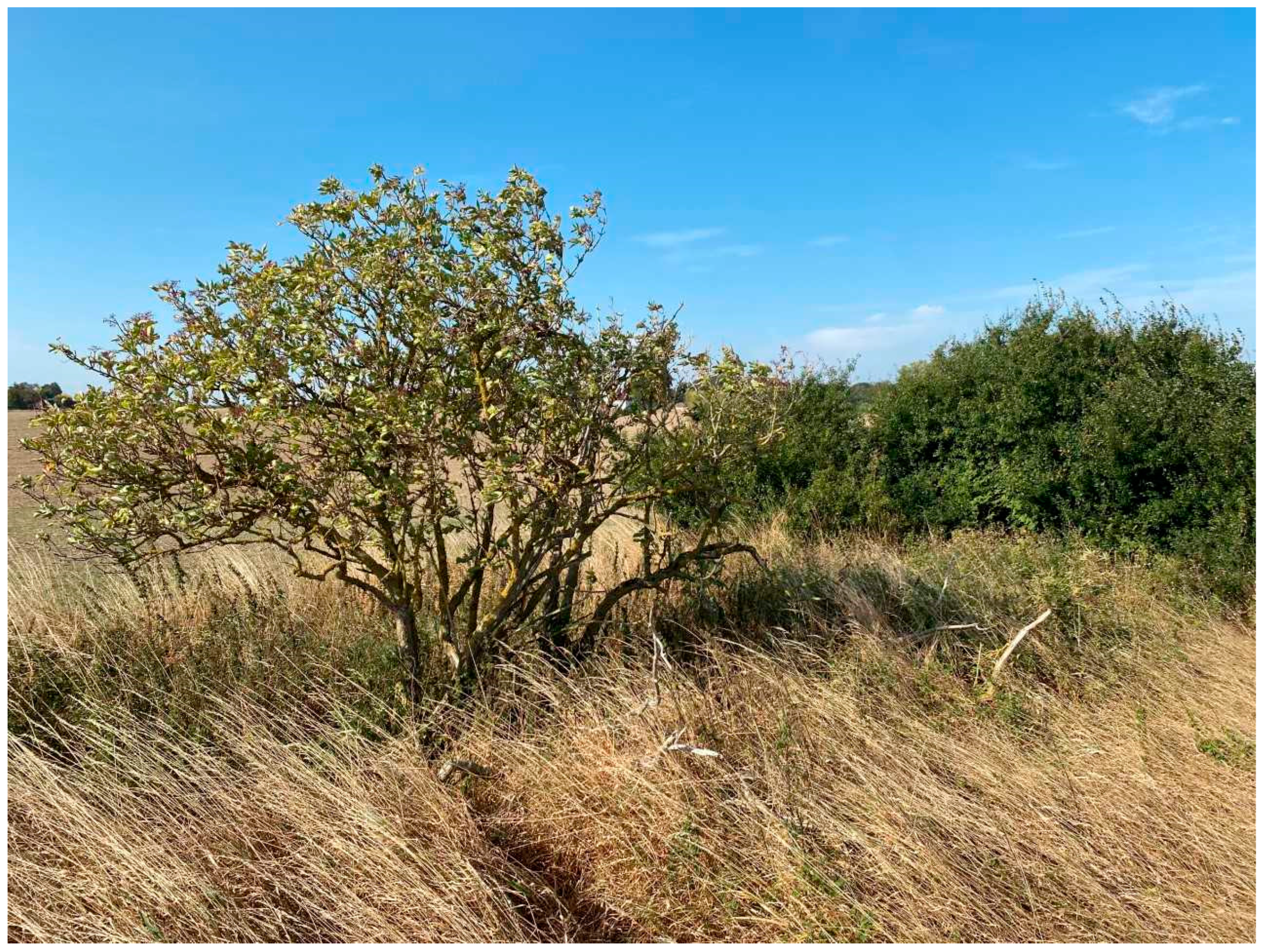 Plants 13 03068 g002