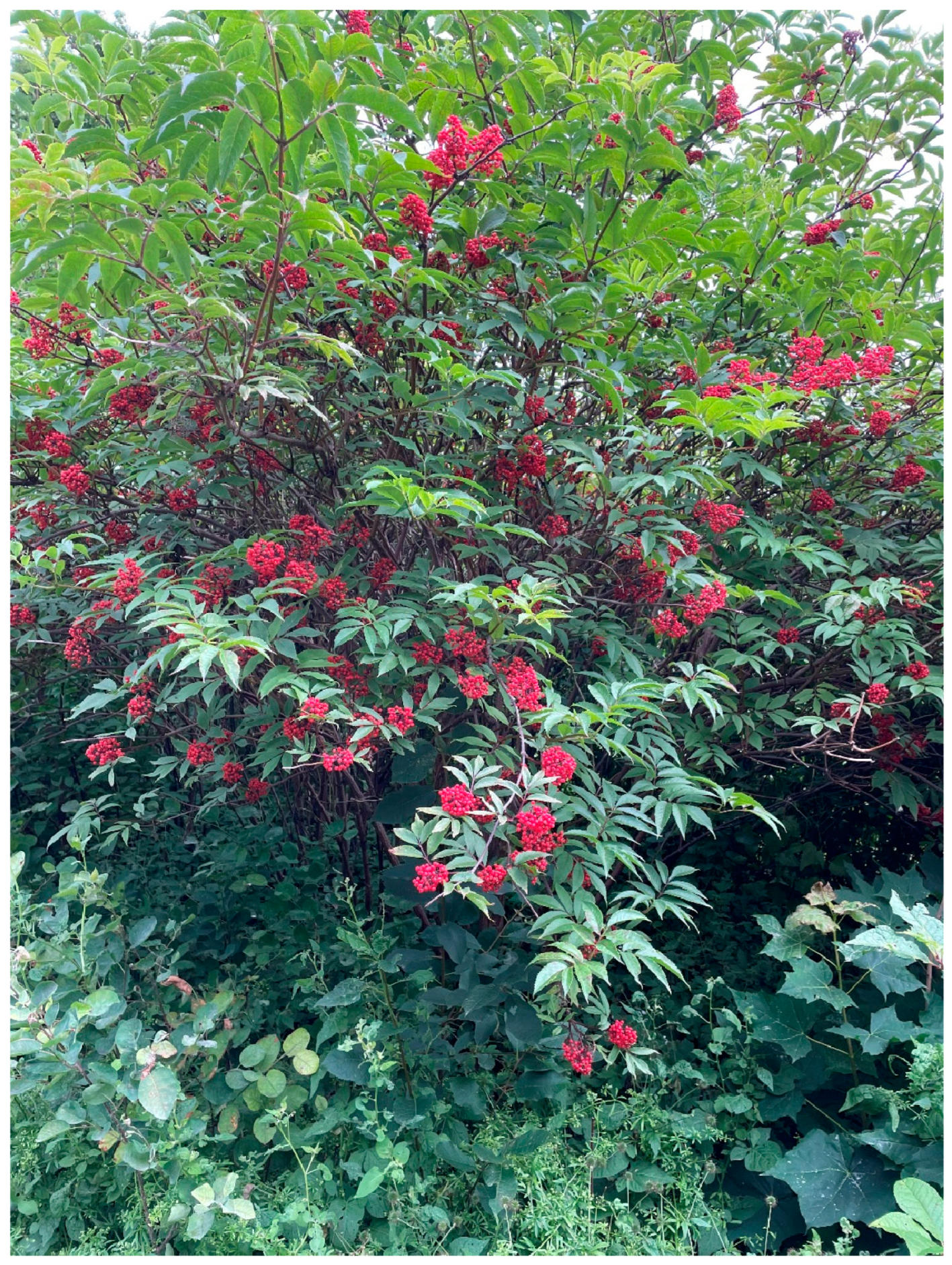 Plants 13 03068 g004