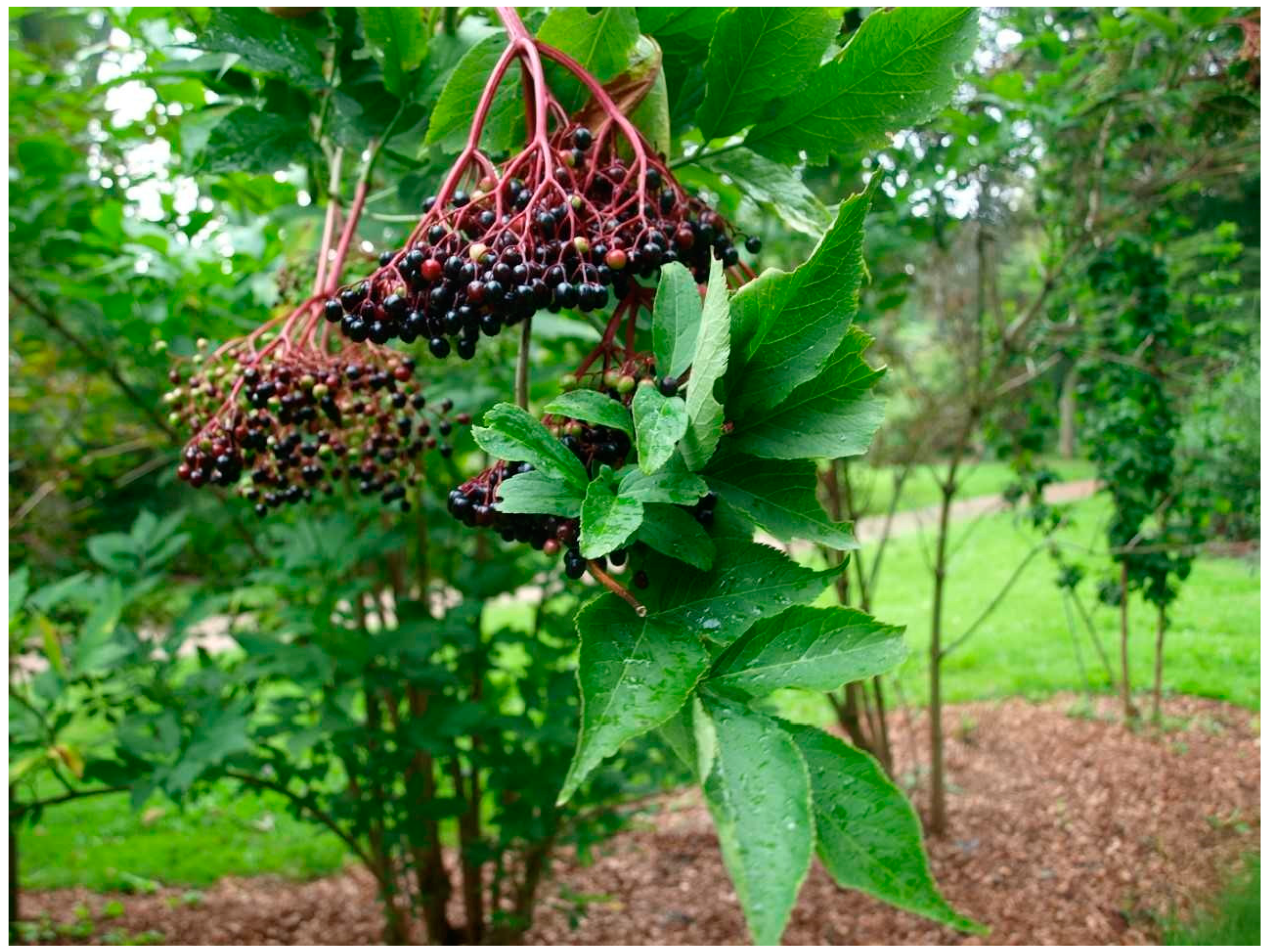 Plants 13 03068 g008