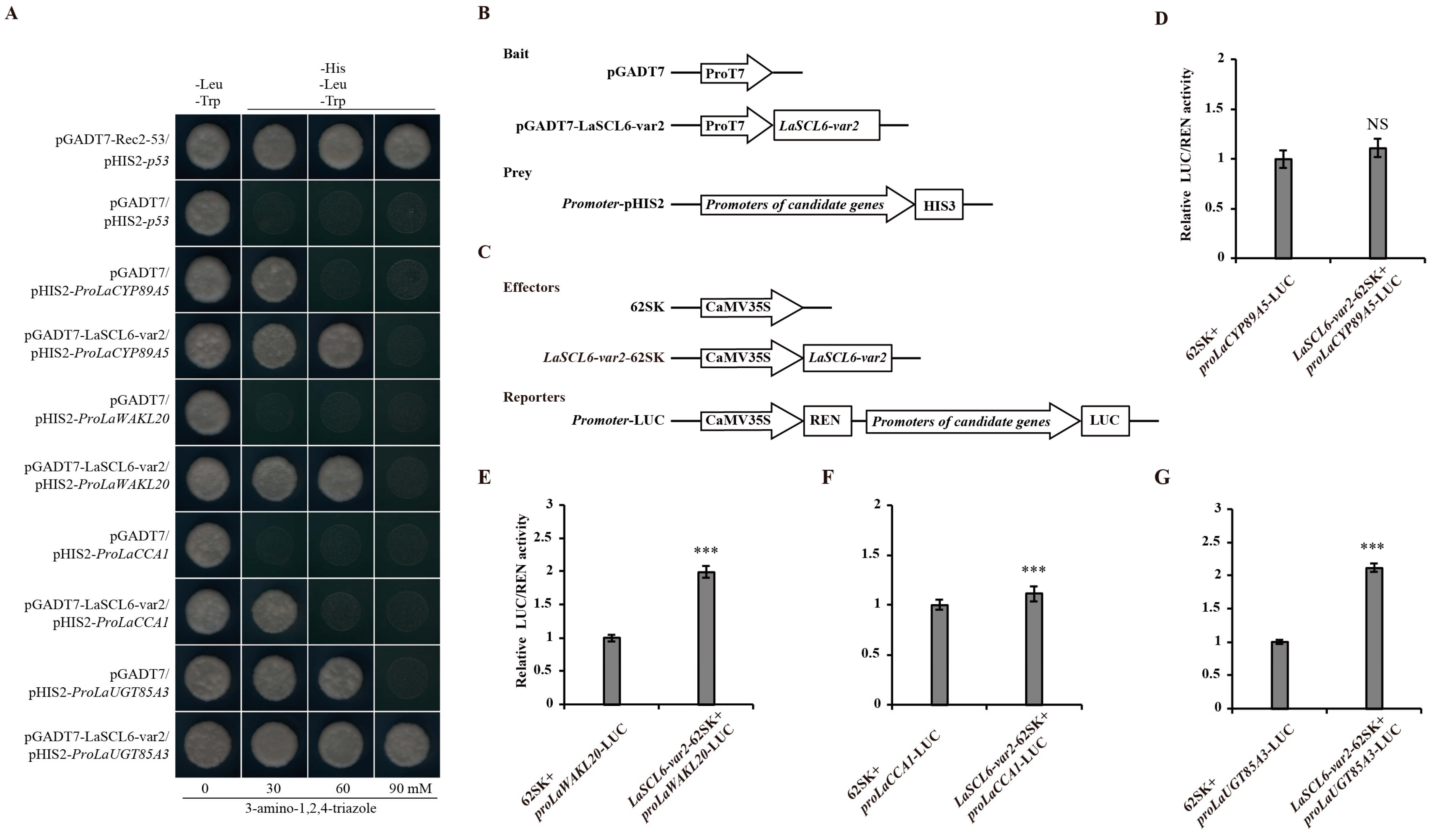 Plants 13 03072 g003