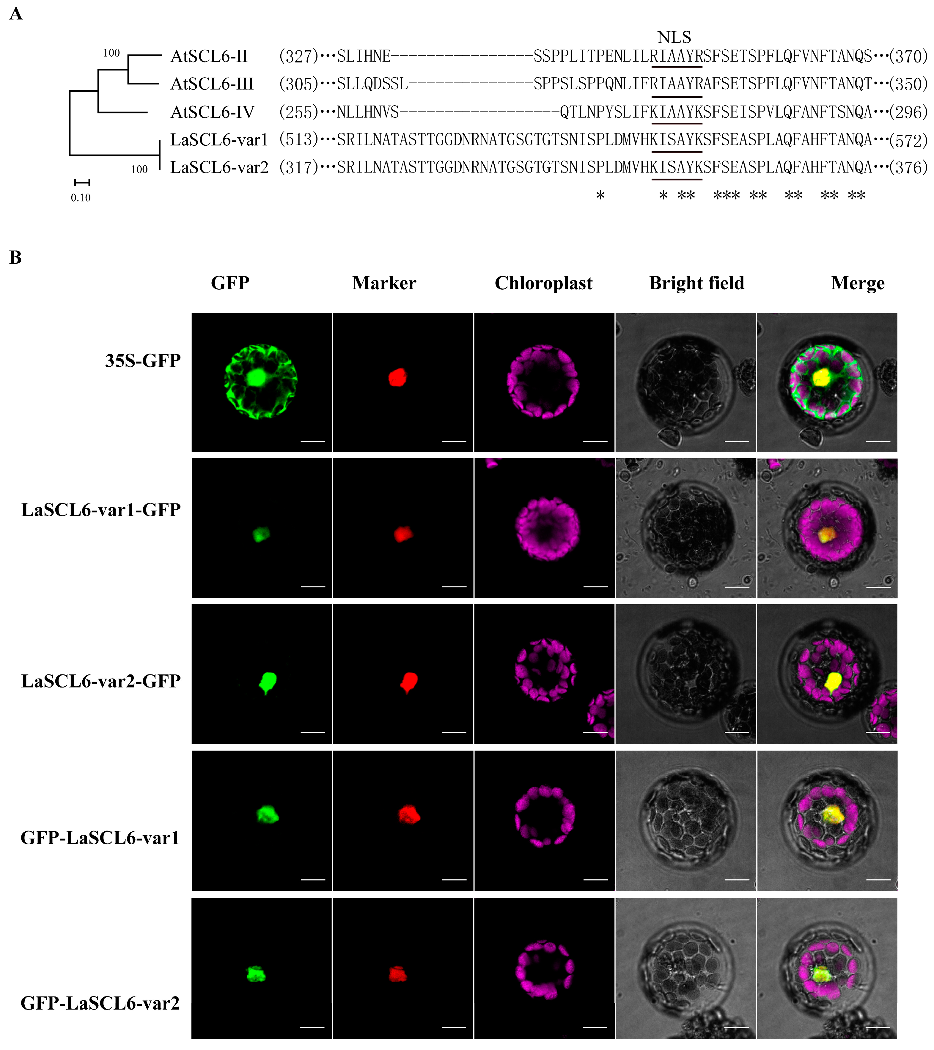 Plants 13 03072 g004