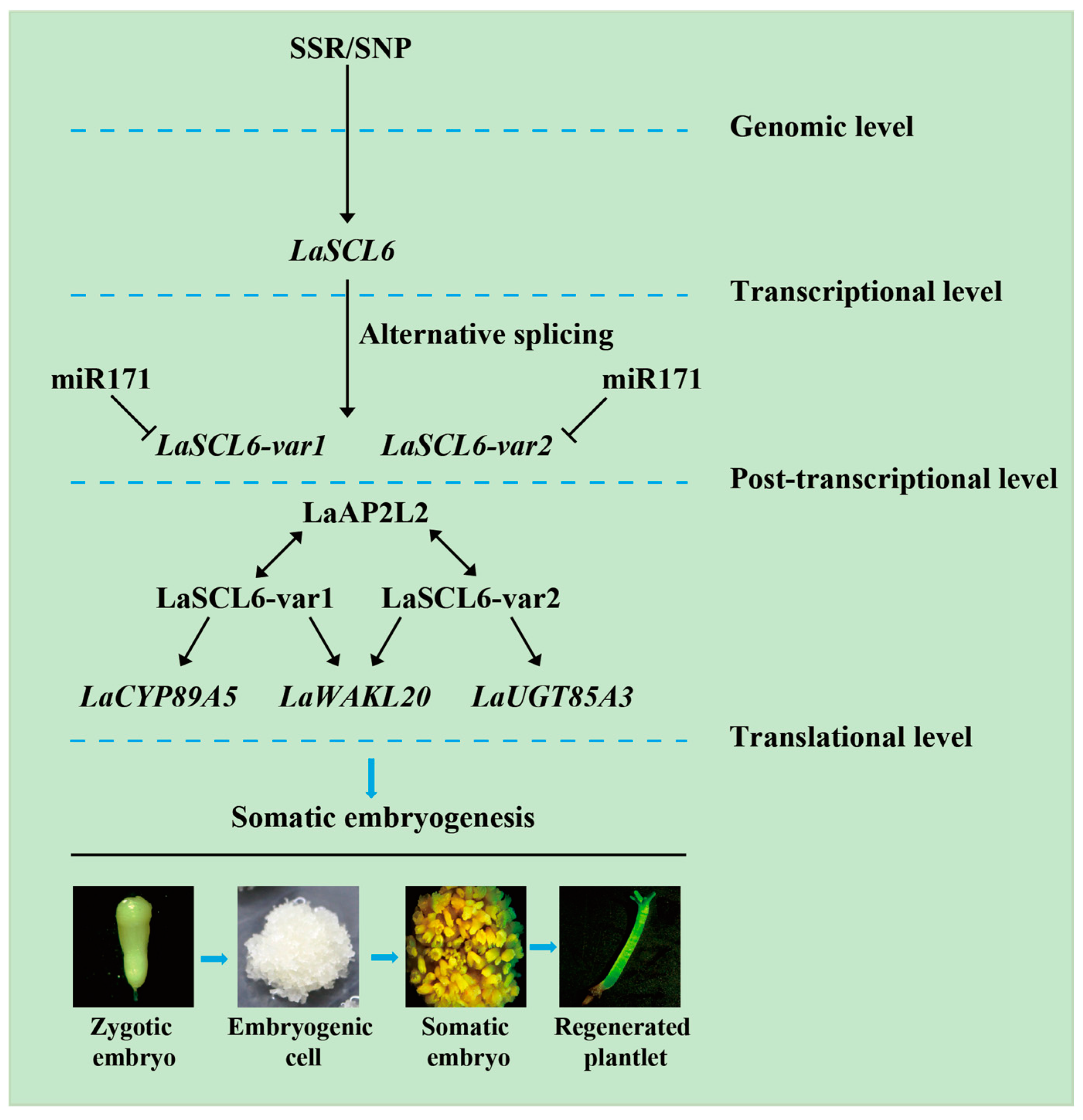 Plants 13 03072 g006