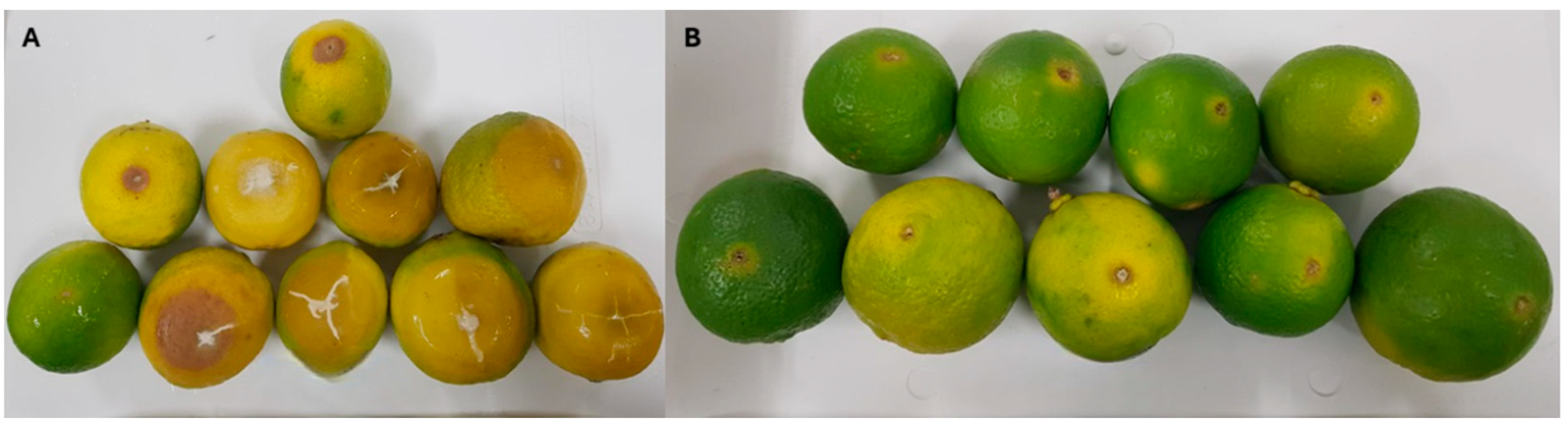 Plants 13 03075 g002