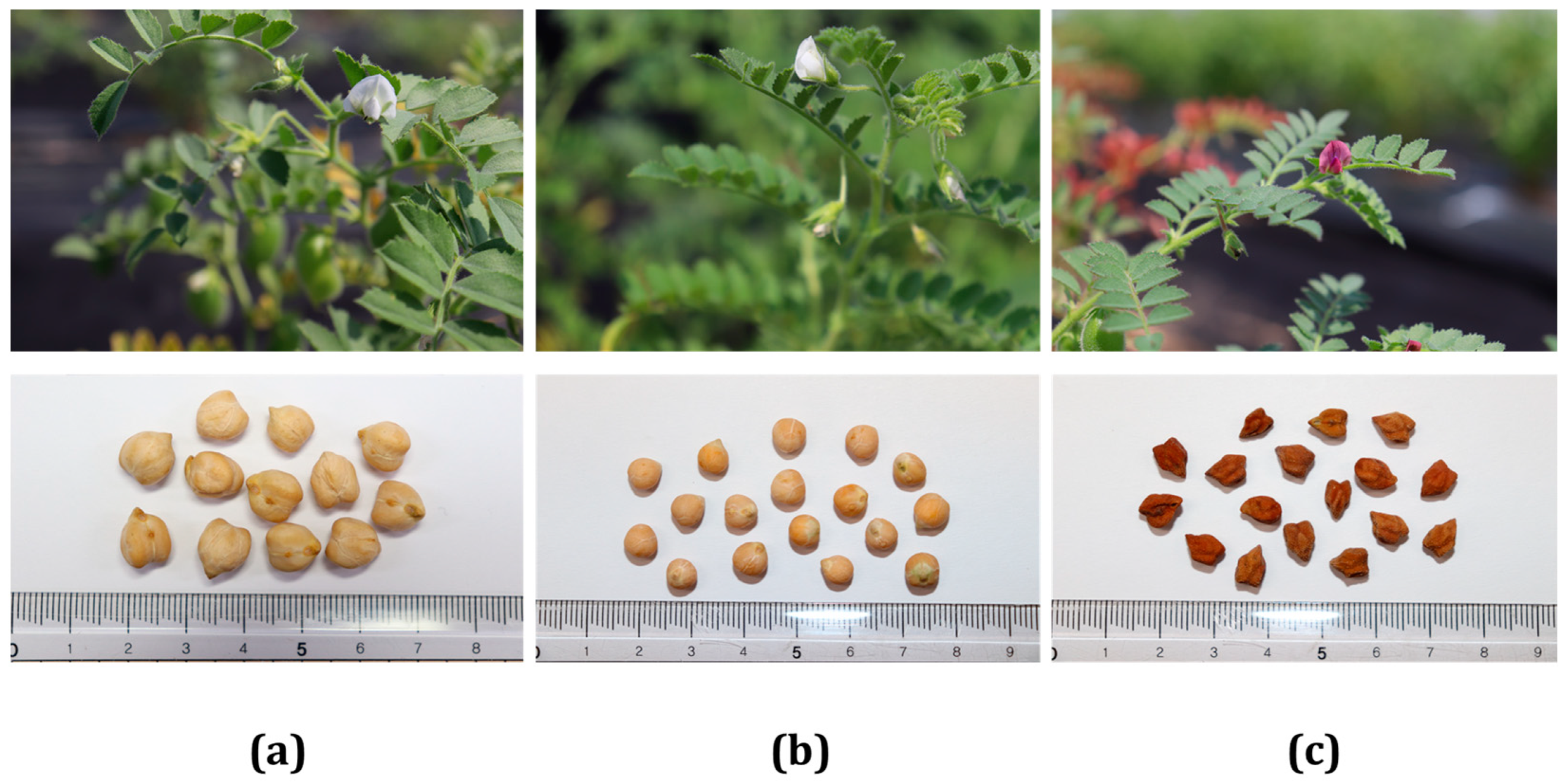 Plants 13 03078 g005