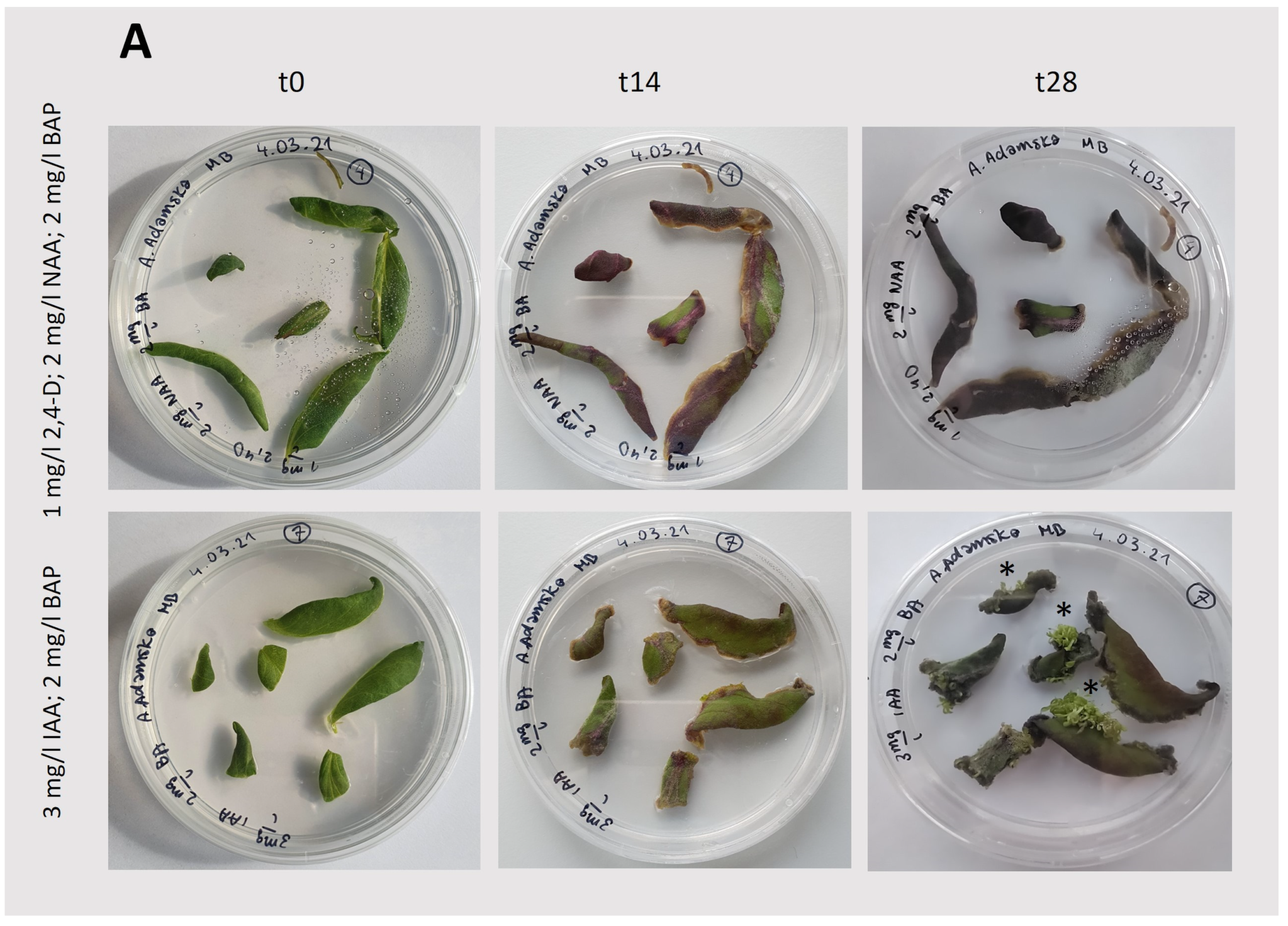 Plants 13 03080 g003a
