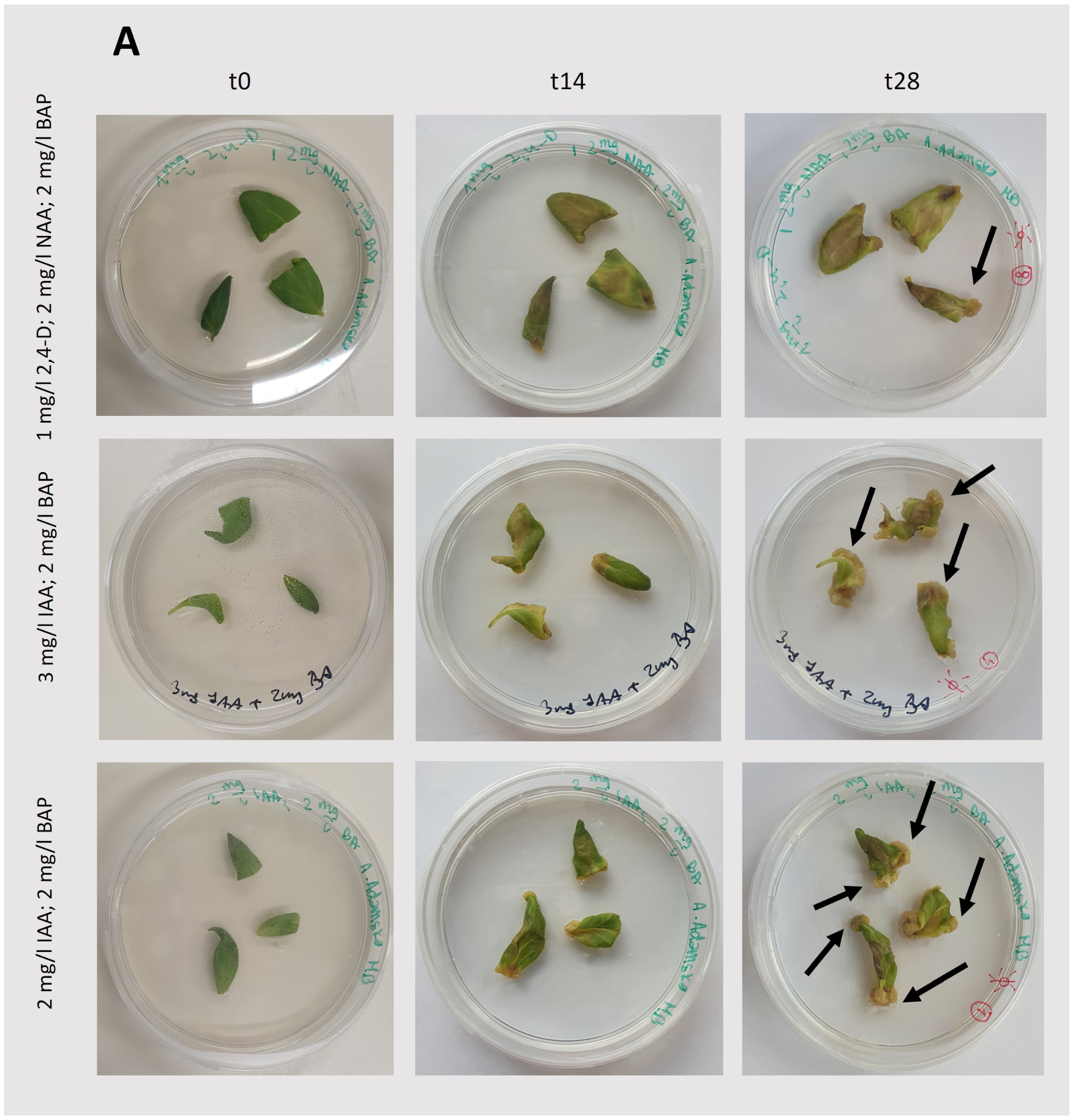 Plants 13 03080 g004a