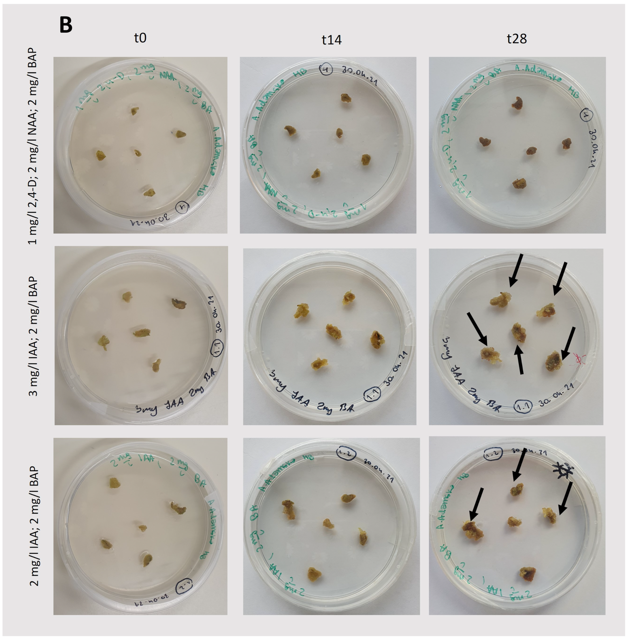 Plants 13 03080 g004b